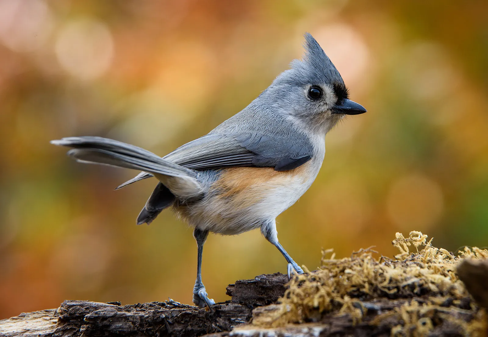 What Bird Says Peter Peter Peter? Discover the Enigmatic Tufted Titmouse