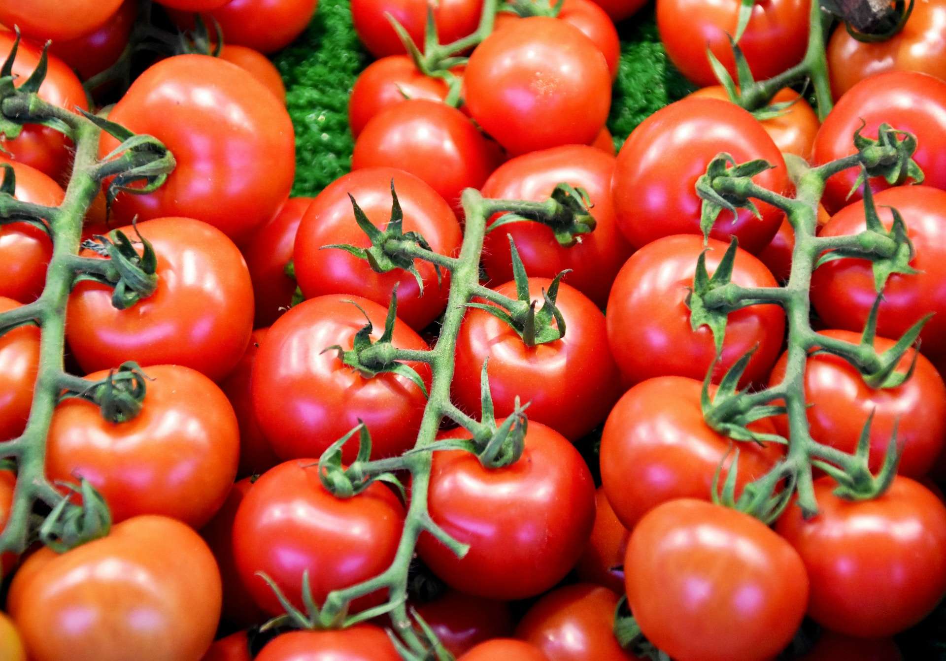 17-facts-about-tomatoes