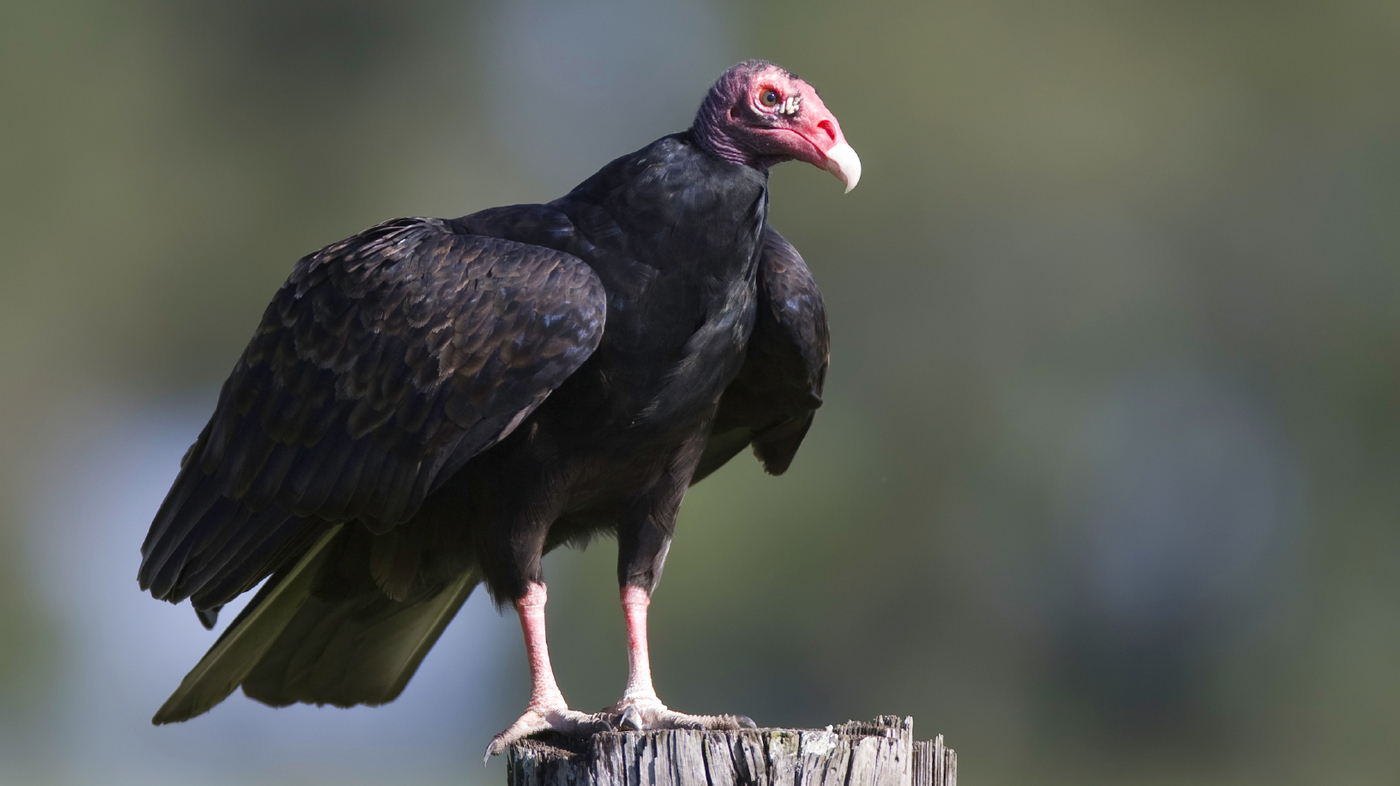 17-facts-about-vulture