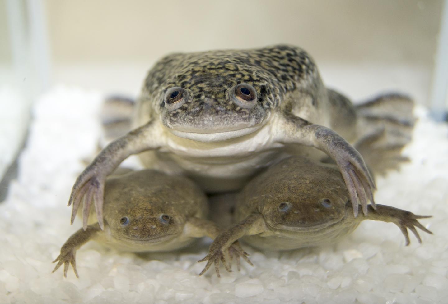 17-facts-about-xenopus