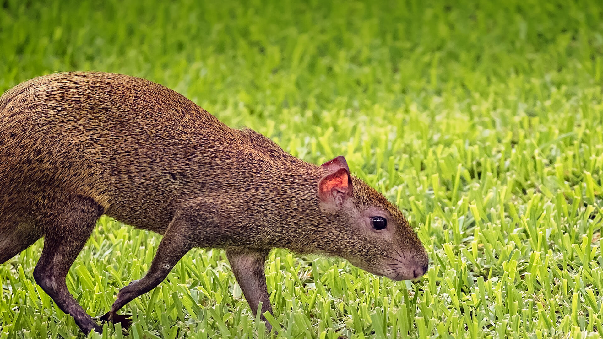 18-facts-about-agouti