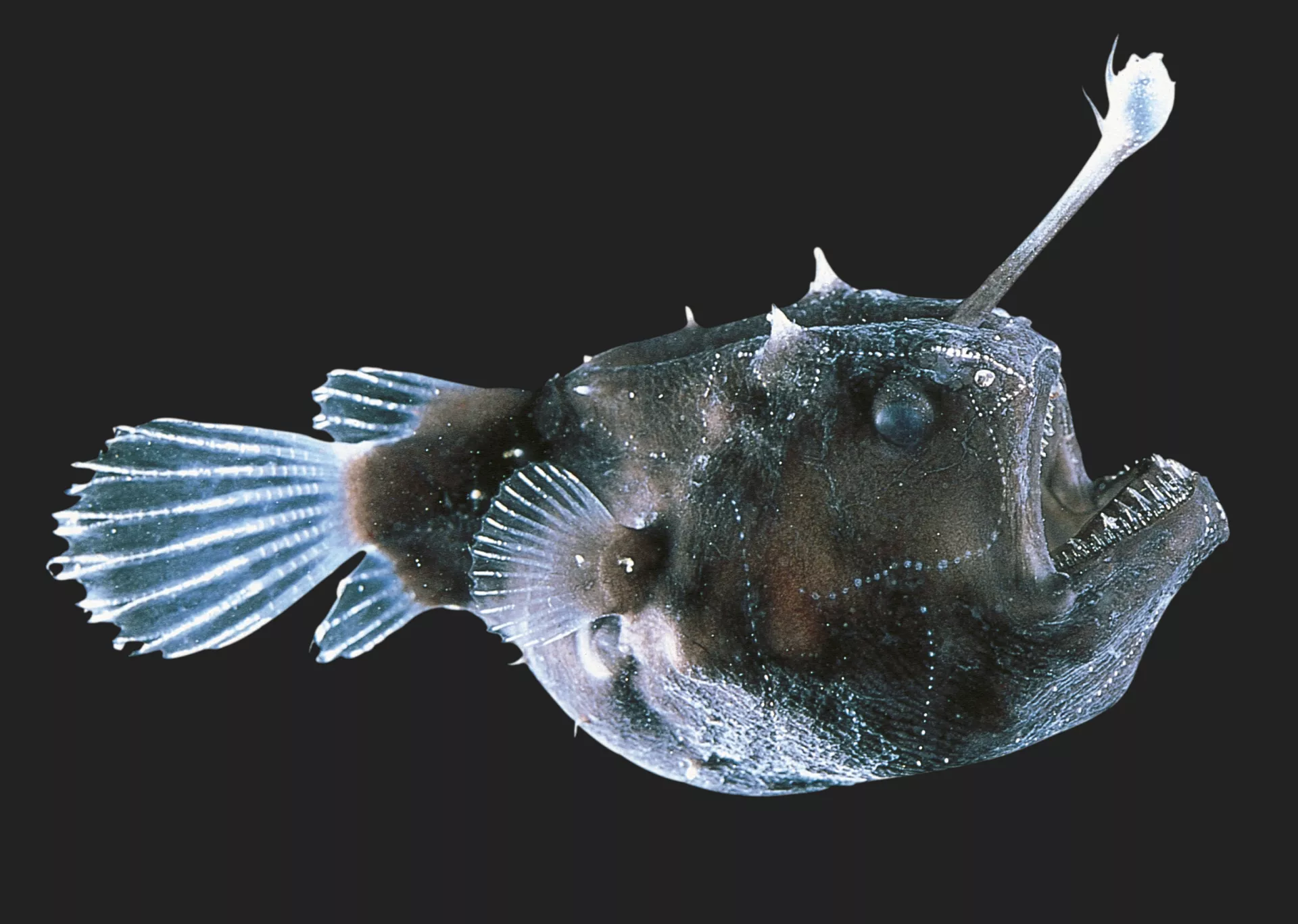 18 Facts About Anglerfish 