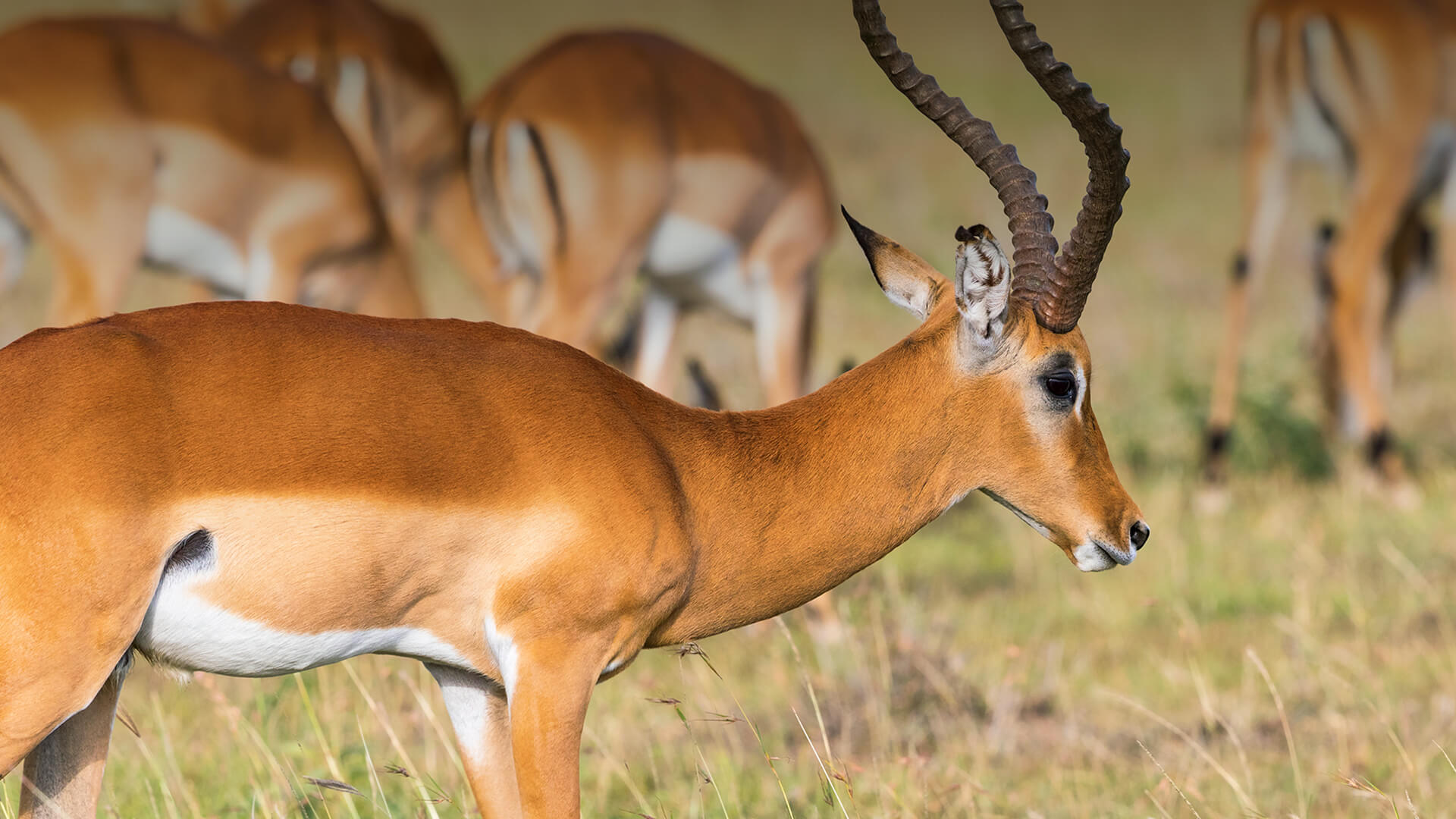 18-facts-about-antelope
