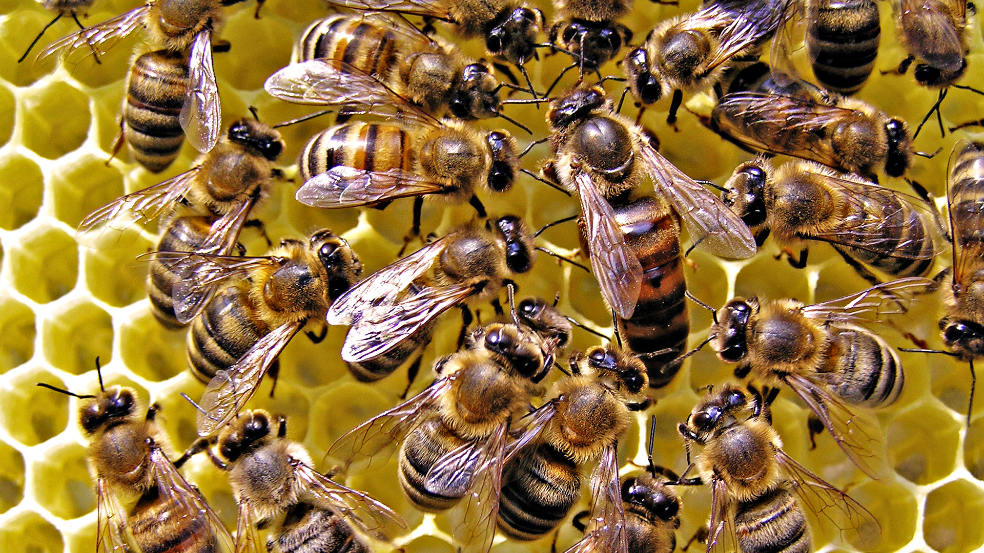 18-facts-about-bees