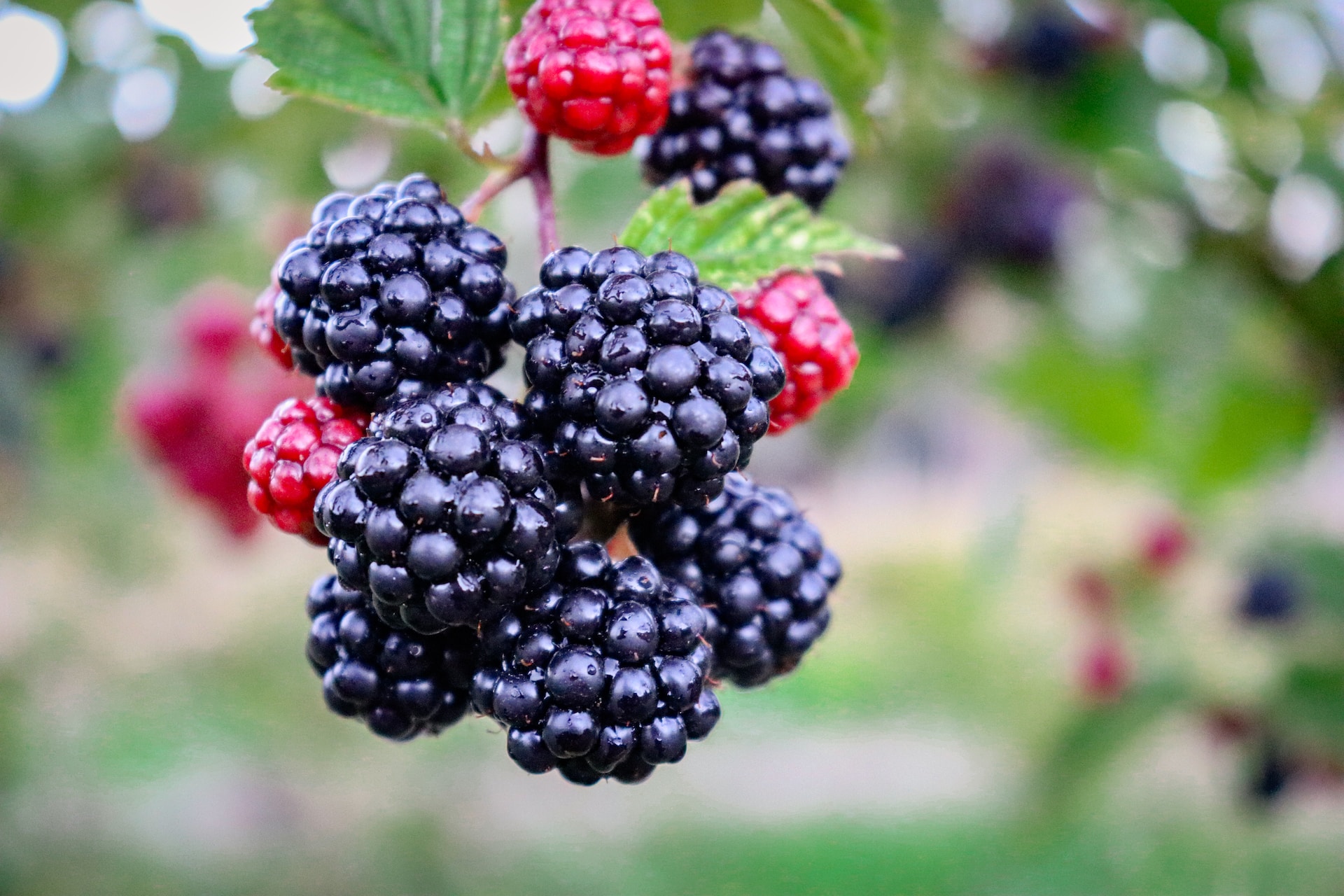 18 Facts About Blackberries Facts 18 Facts About Blackberries Facts