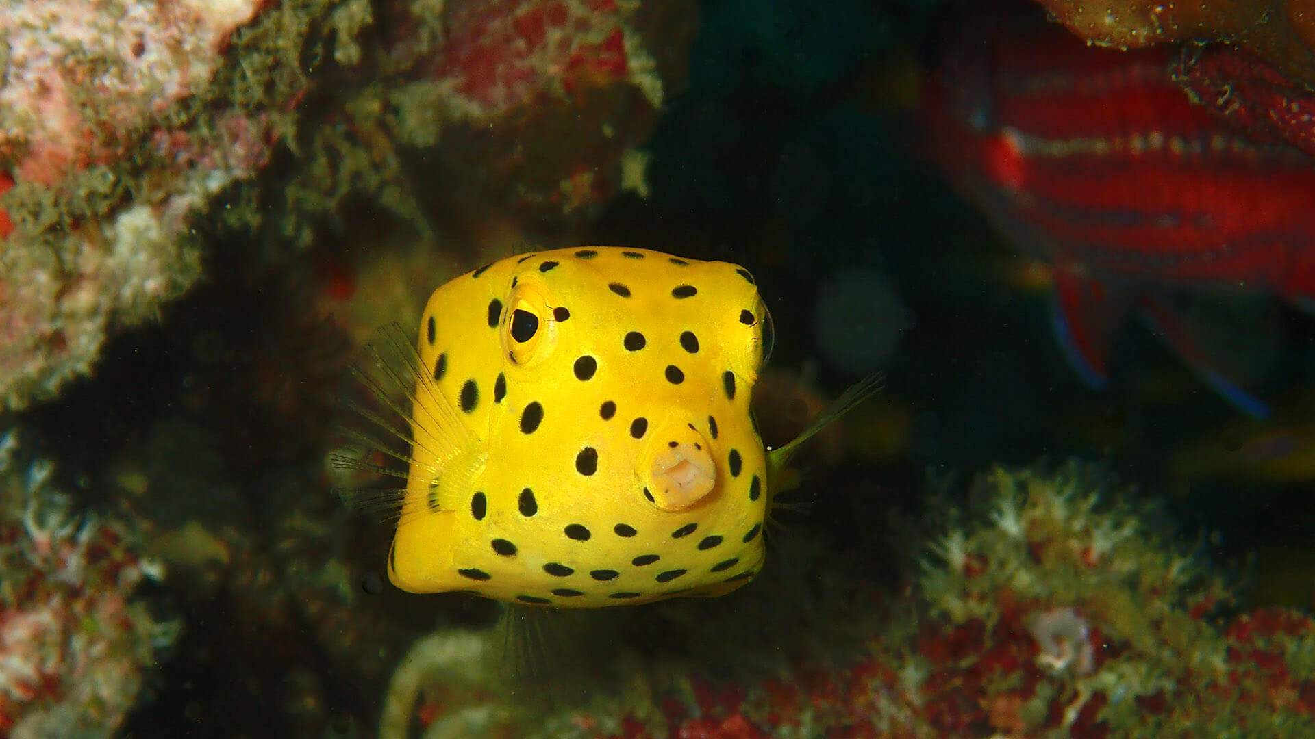 18-facts-about-boxfish