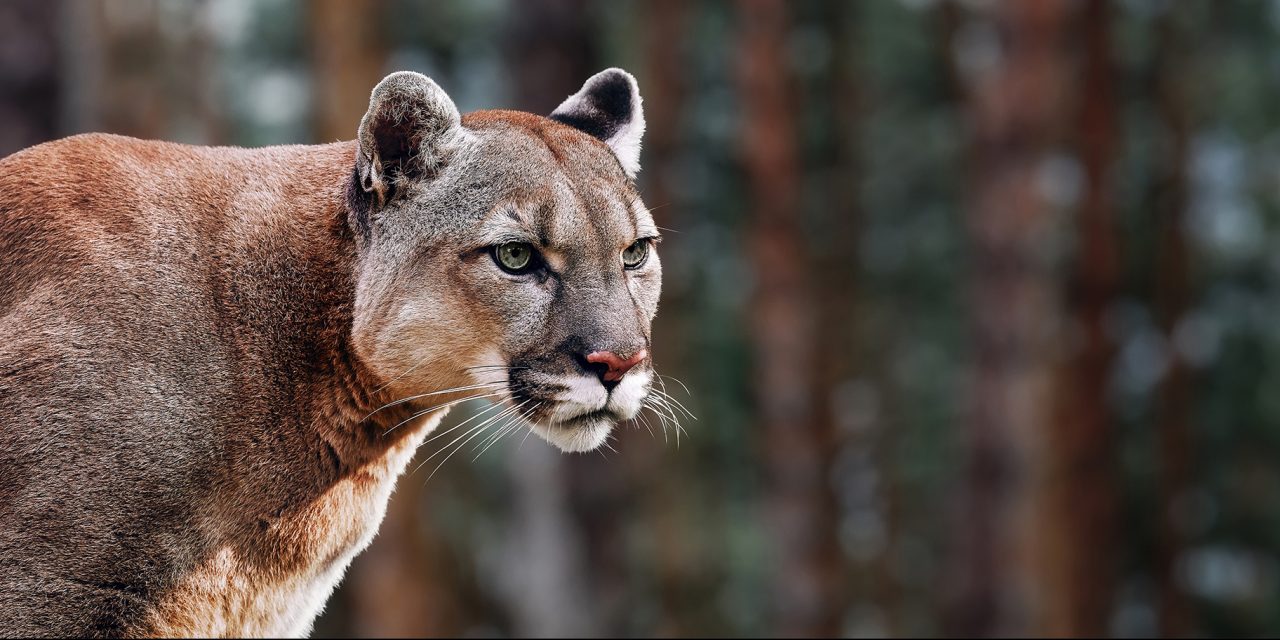 18-facts-about-cougar