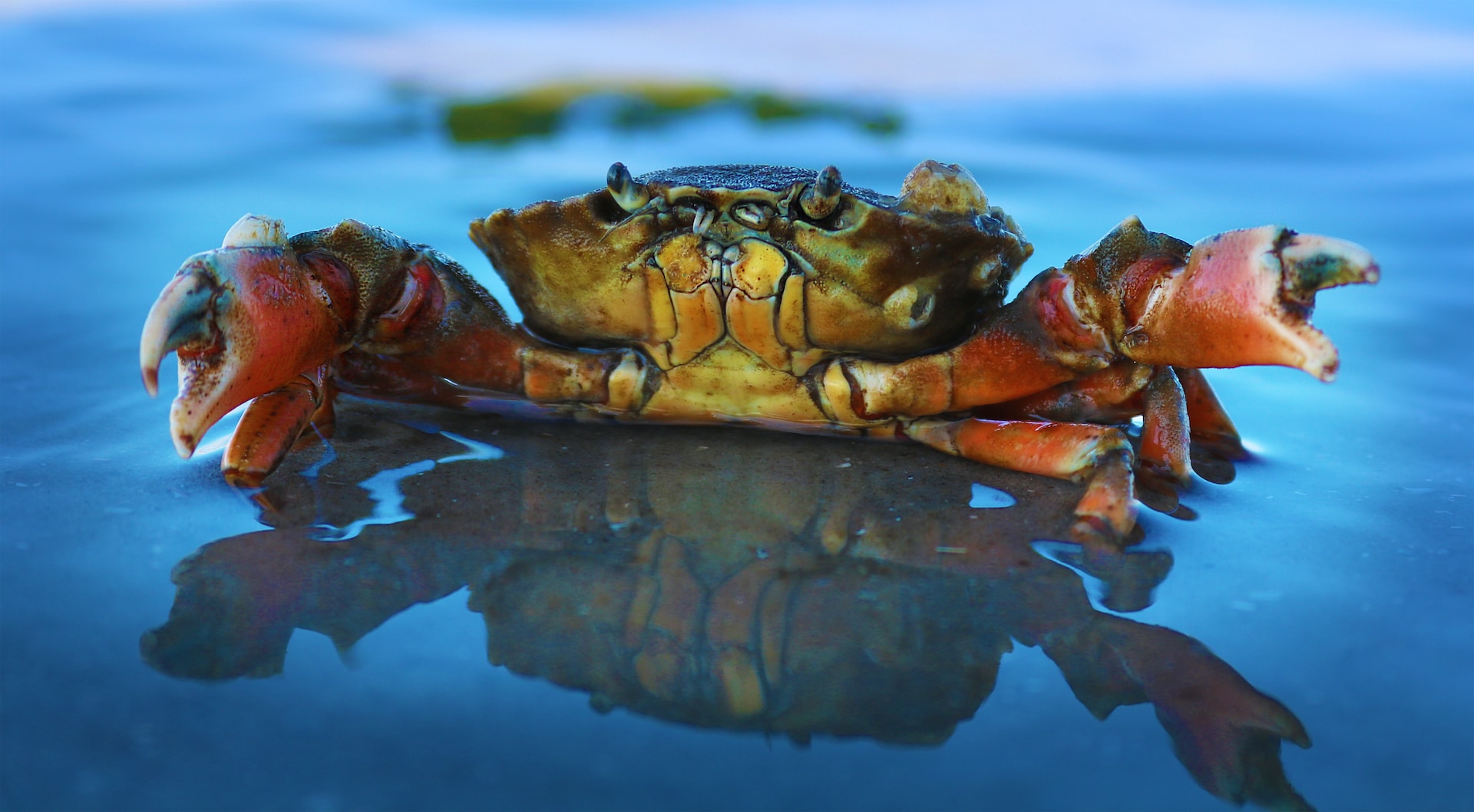 18-facts-about-crabs
