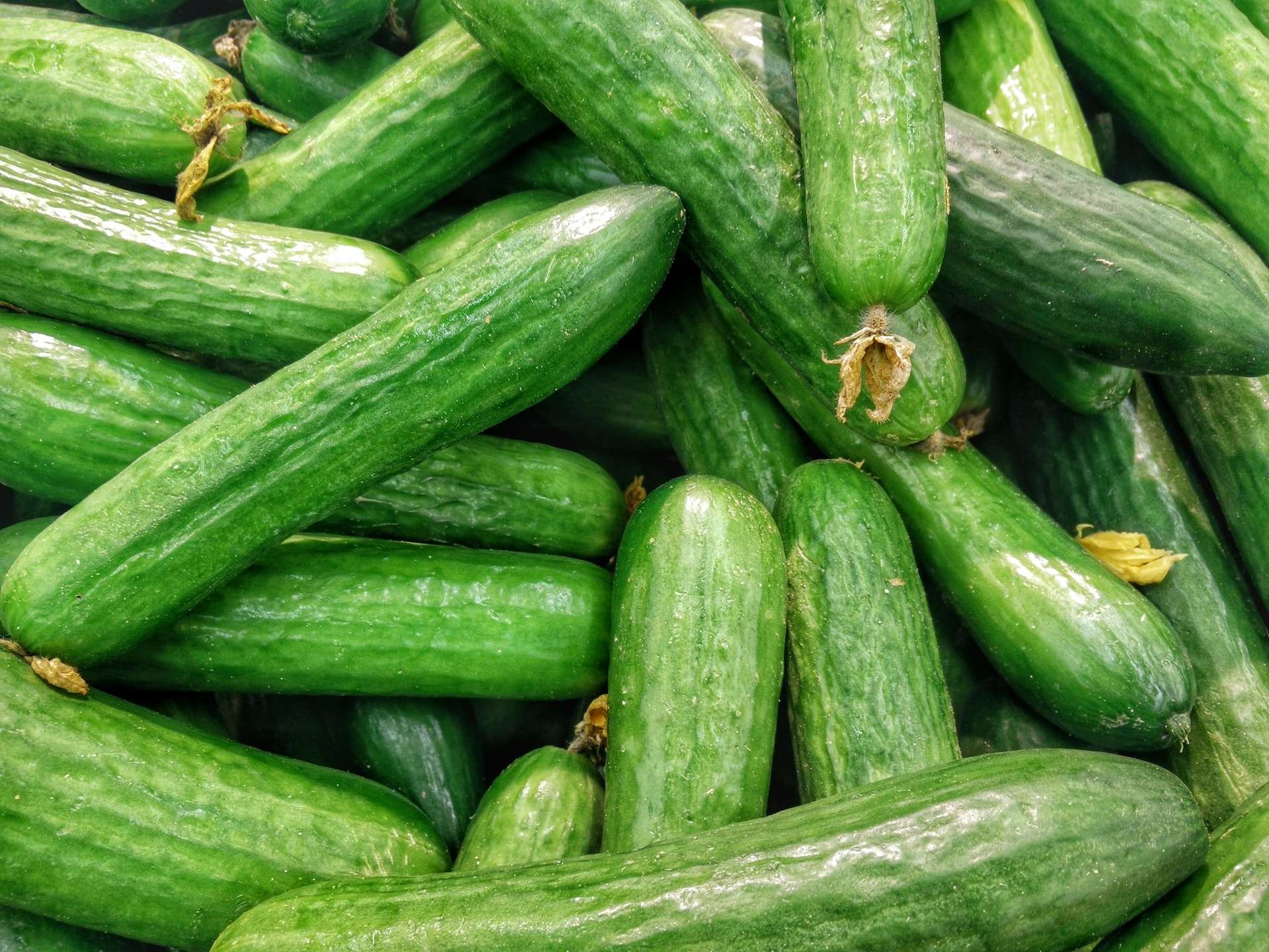 18-facts-about-cucumber