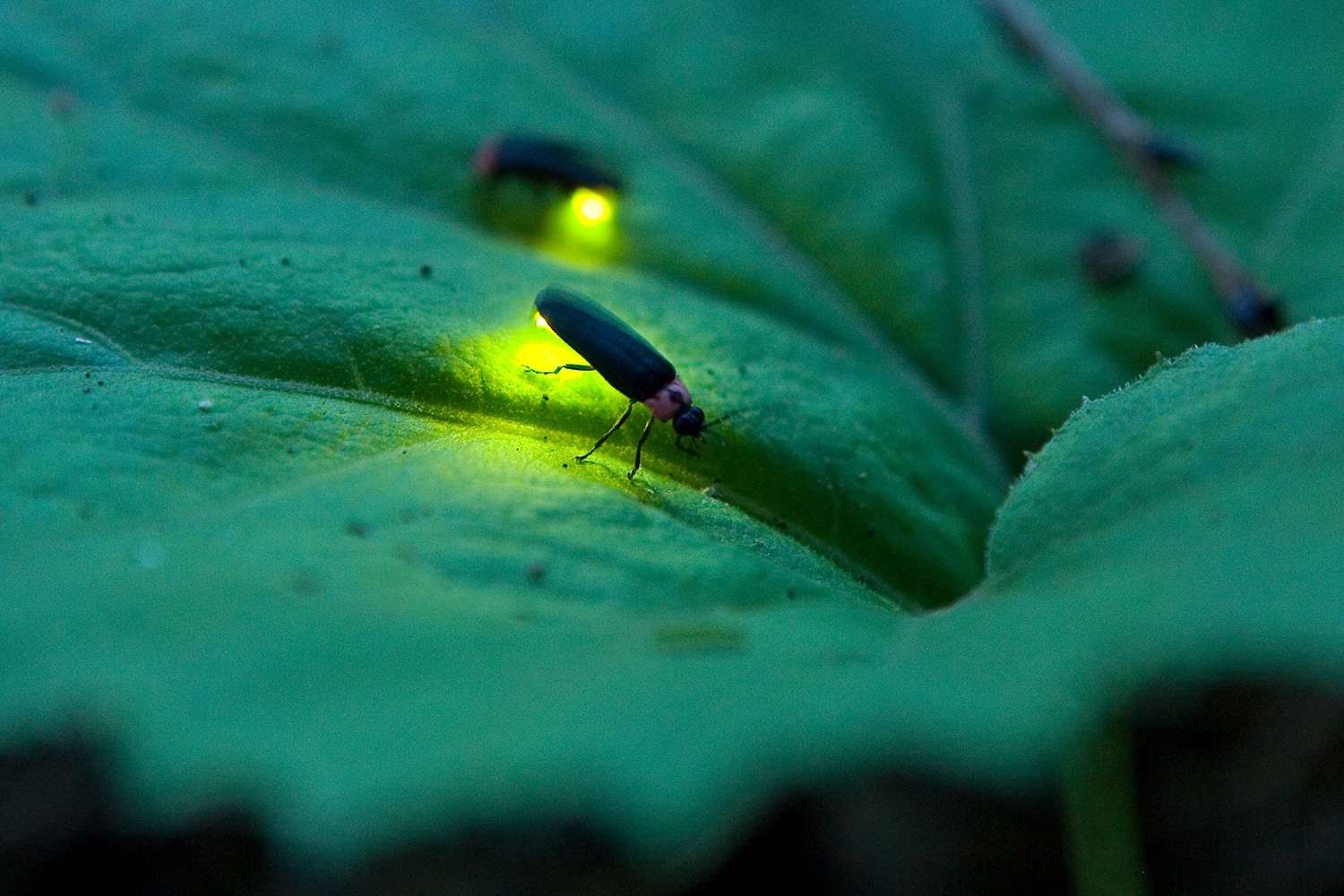 18-facts-about-fireflies