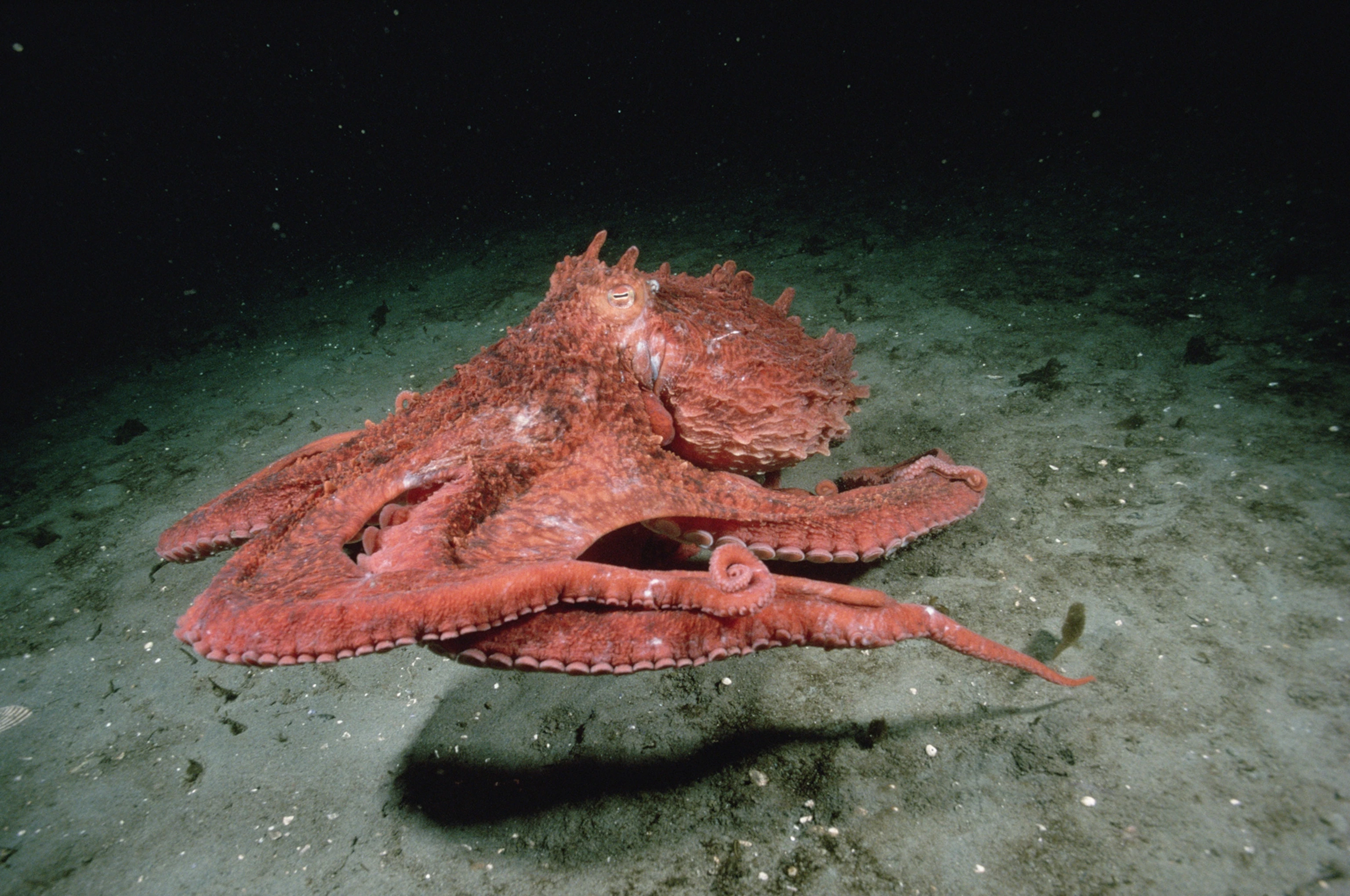 18-facts-about-giant-octopus