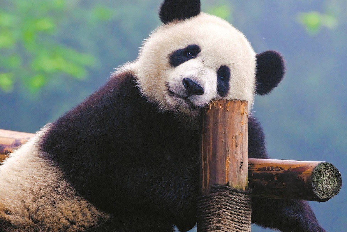 18-facts-about-giant-panda