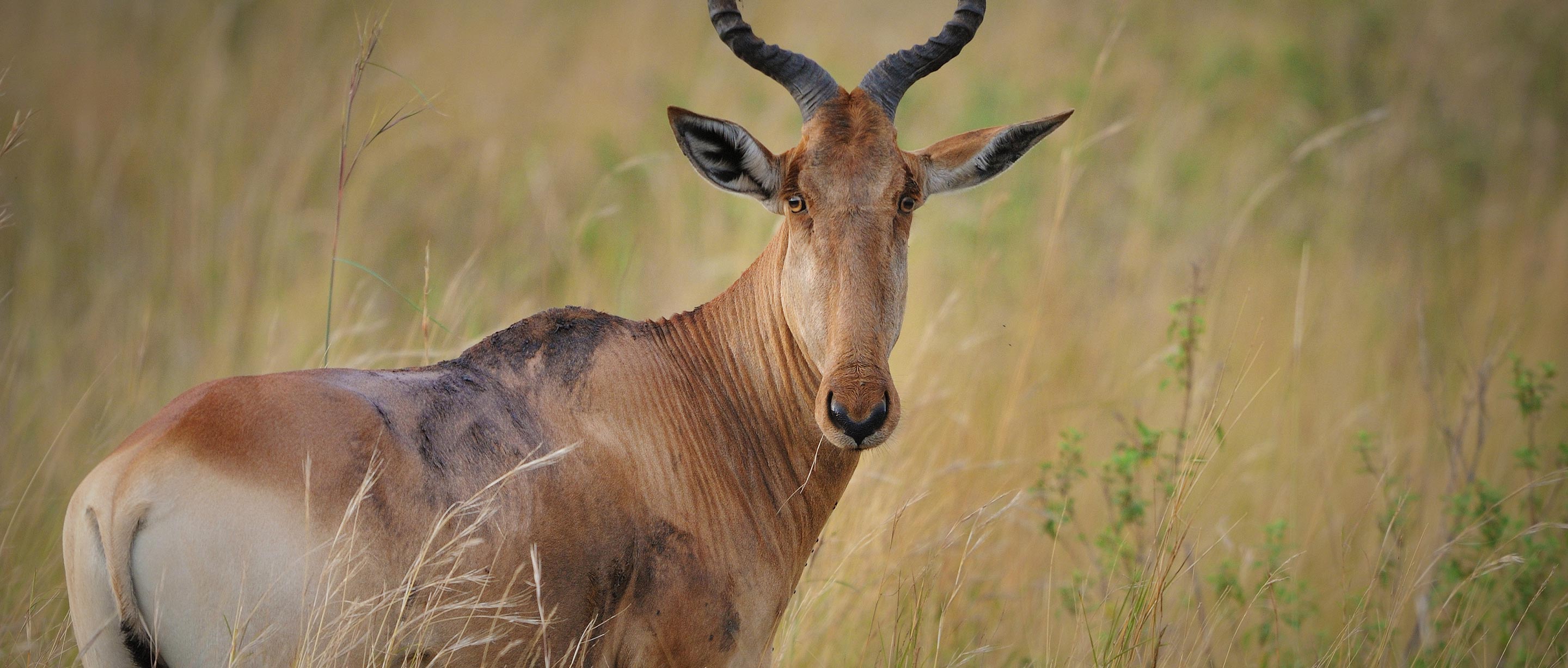 18-facts-about-hartebeest