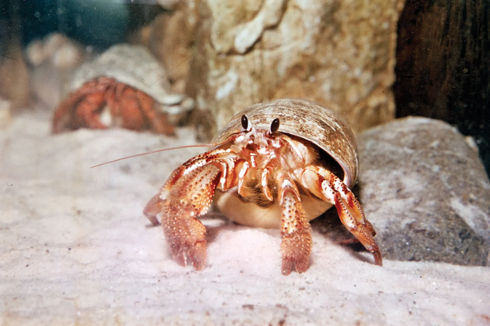 hermit crab molting stages