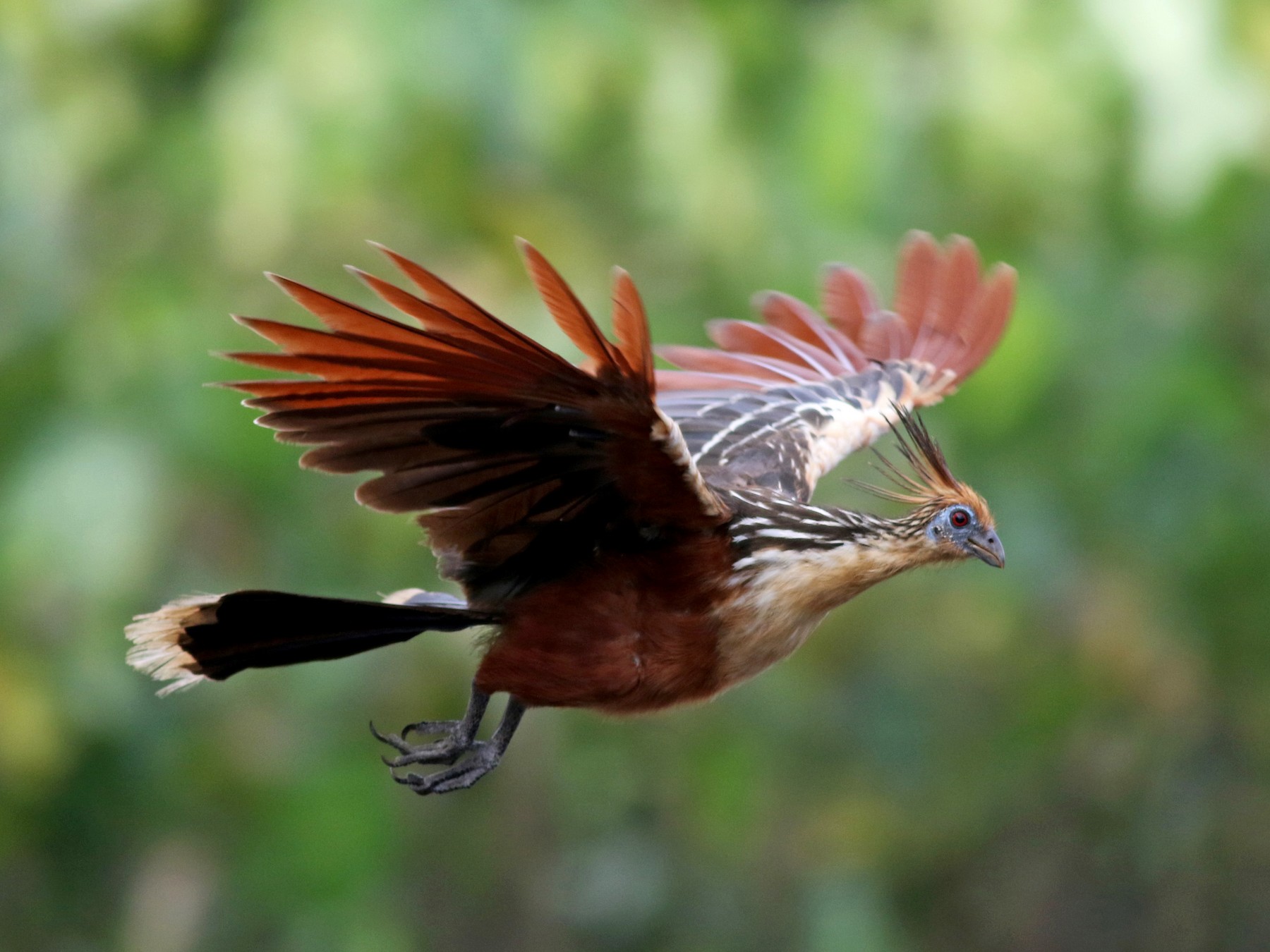 18-facts-about-hoatzin