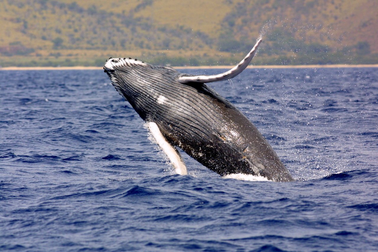 18-facts-about-humpback-whales