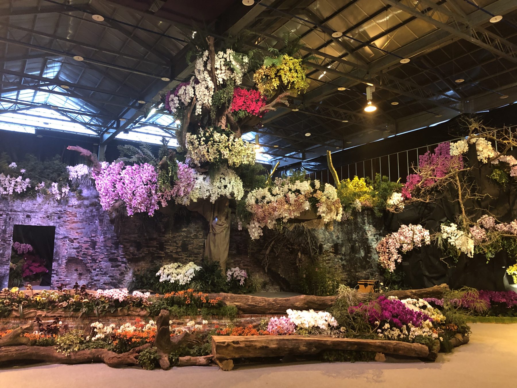 18-facts-about-international-orchid-festival