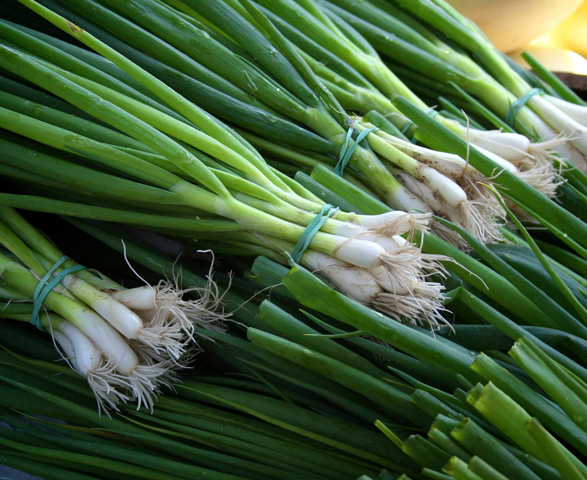 18-facts-about-leeks