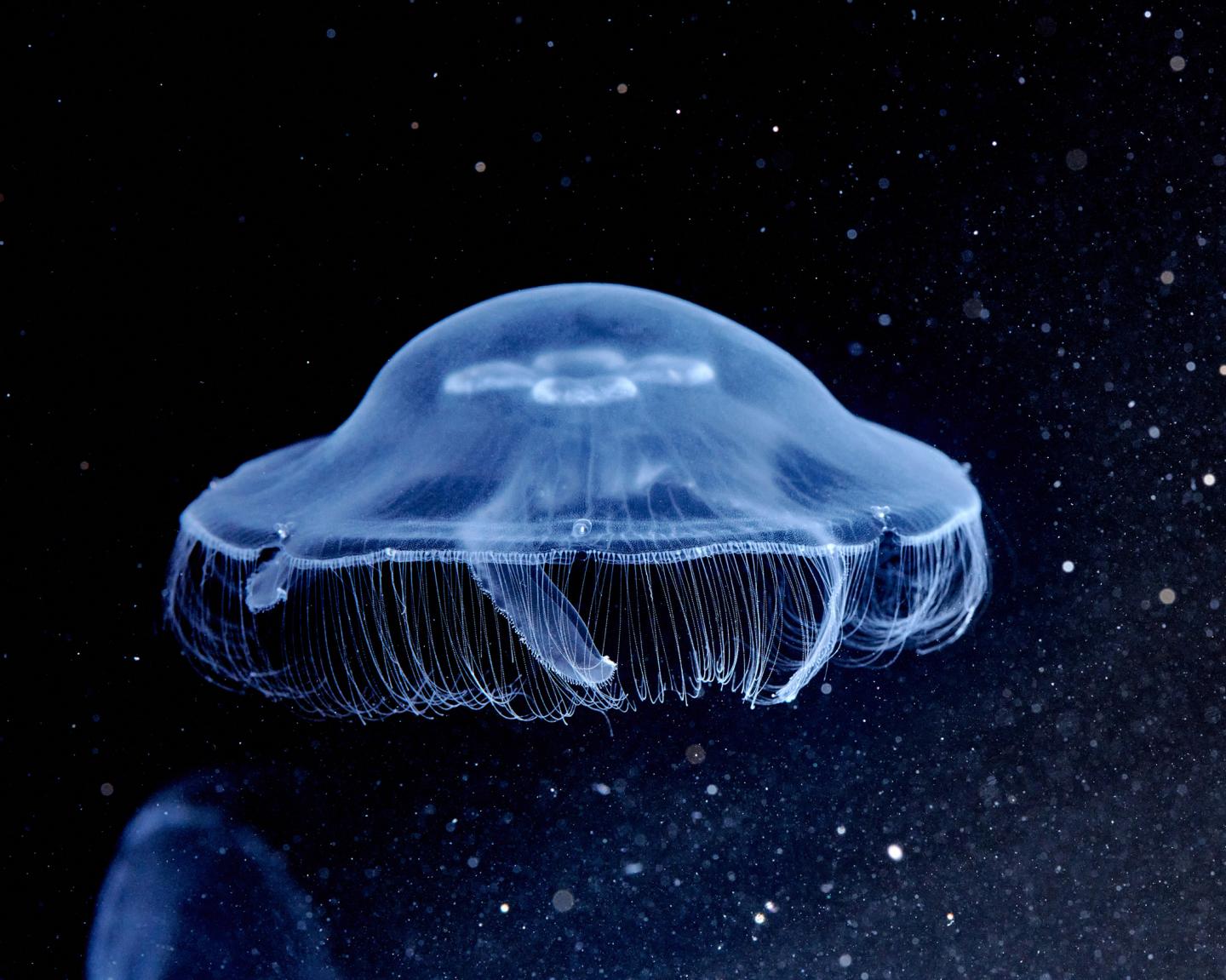 18-facts-about-moon-jelly