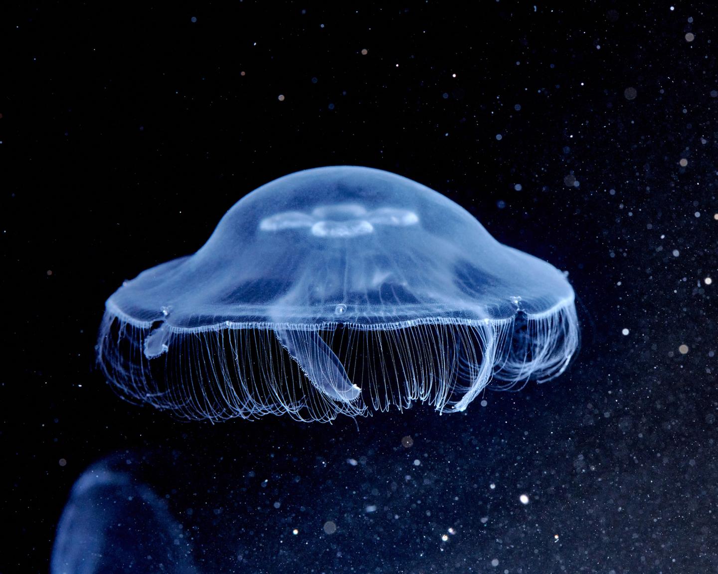 38 Facts About Comb Jellies - Facts.net