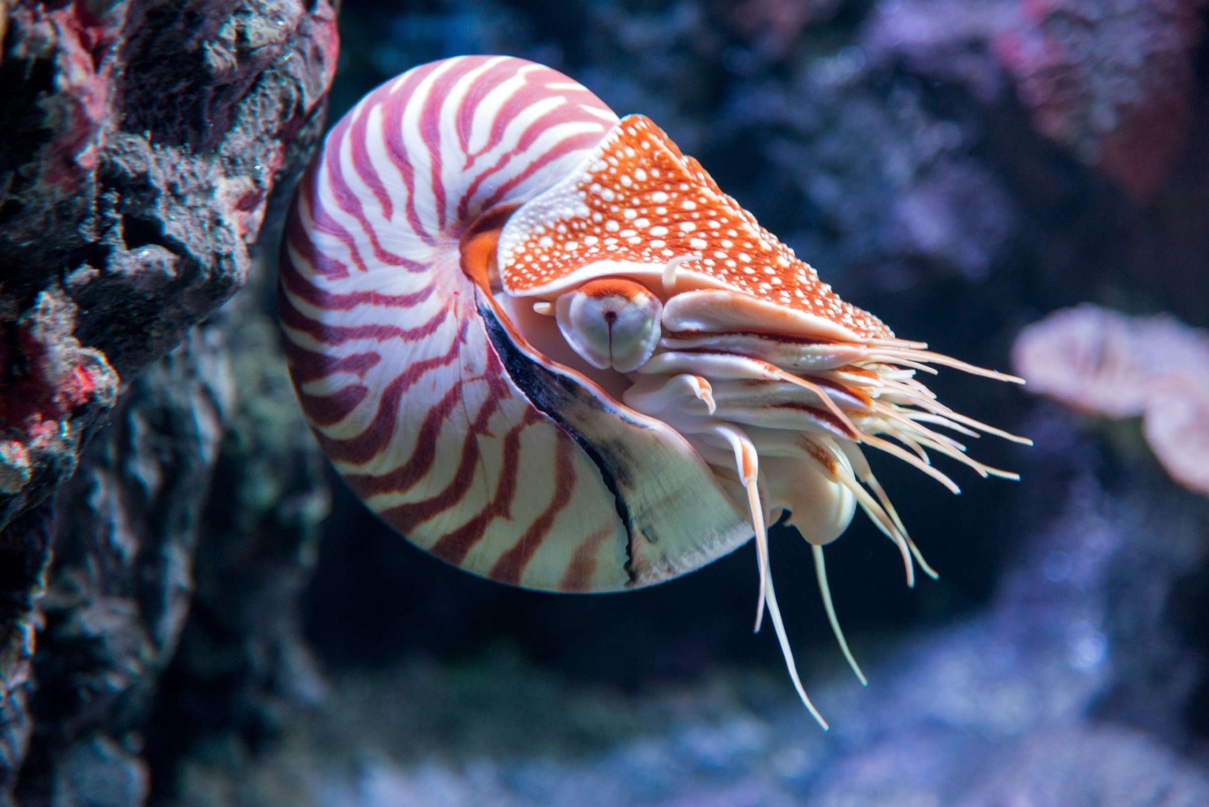 18-facts-about-nautilus