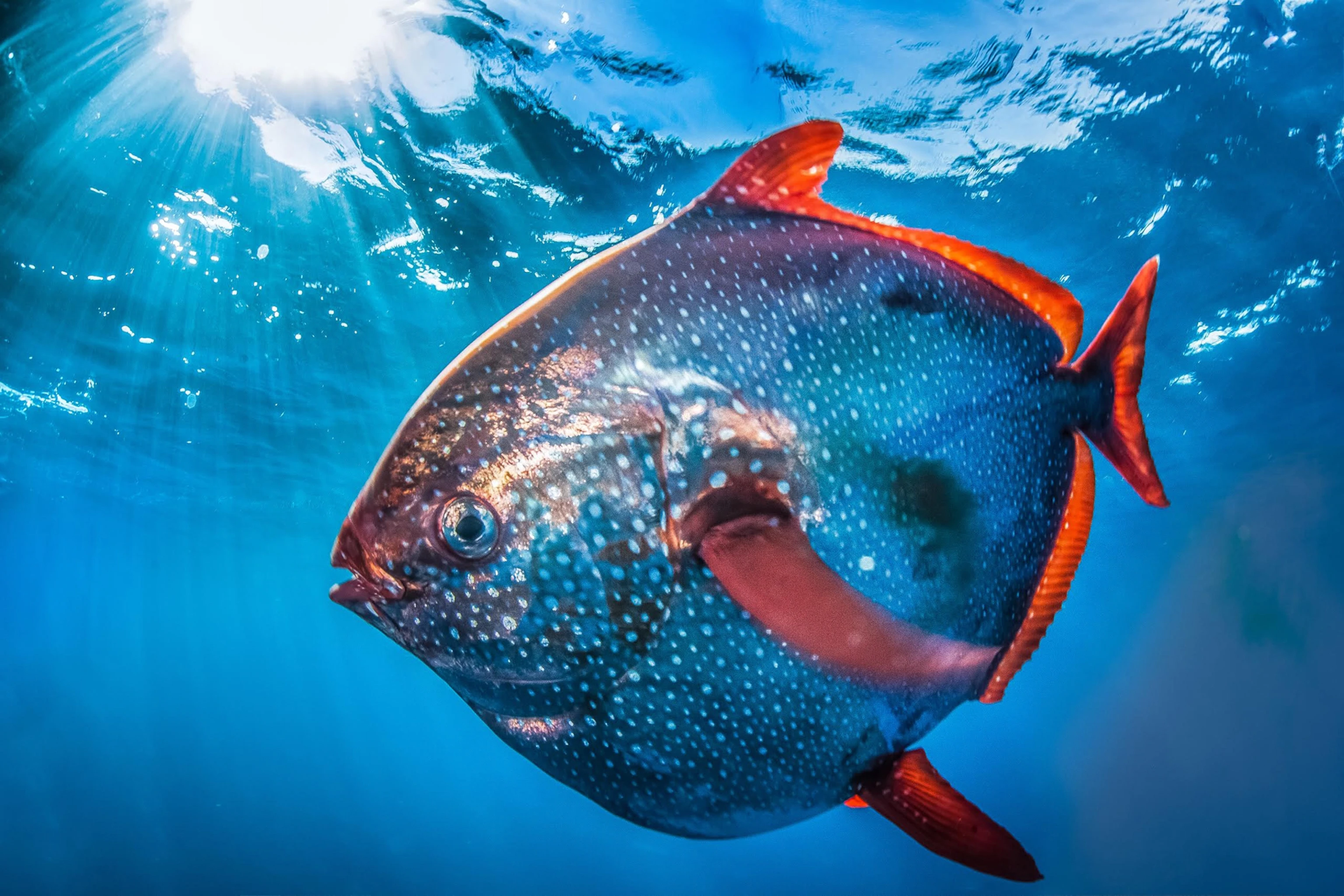 18-facts-about-opah