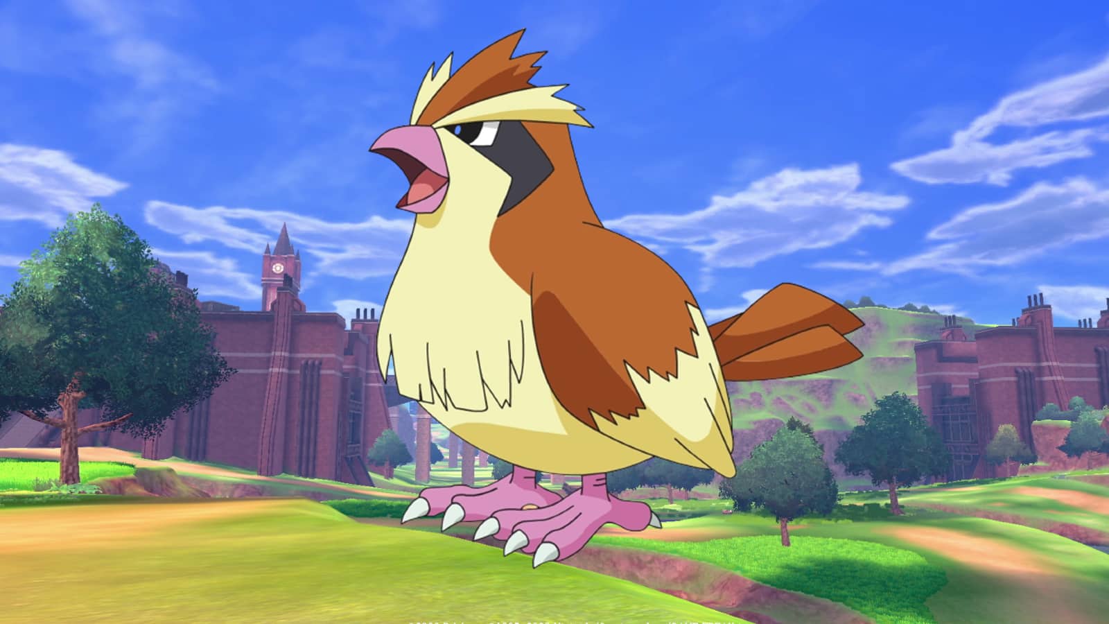 18-facts-about-pidgey
