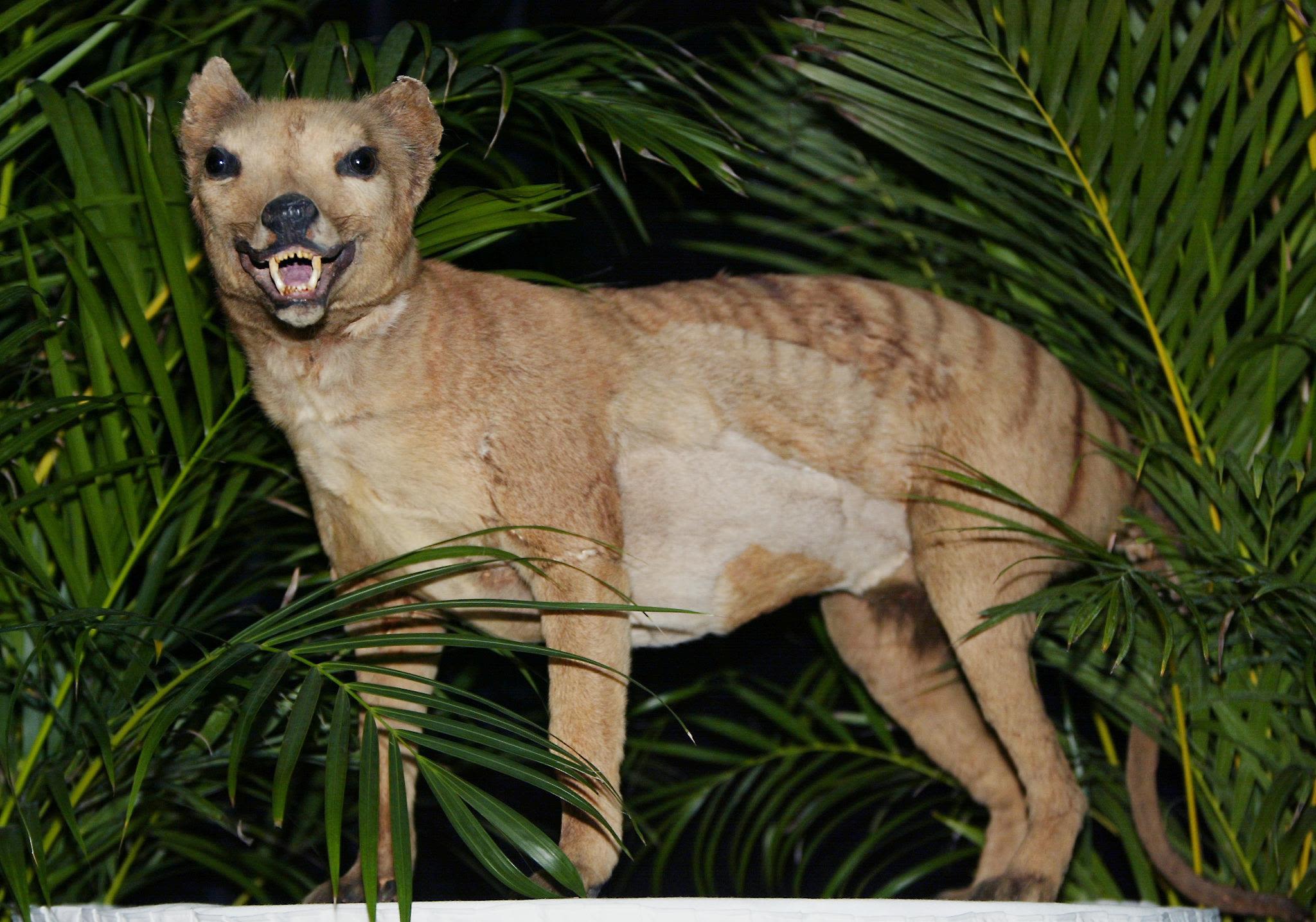 18-facts-about-tasmanian-tiger