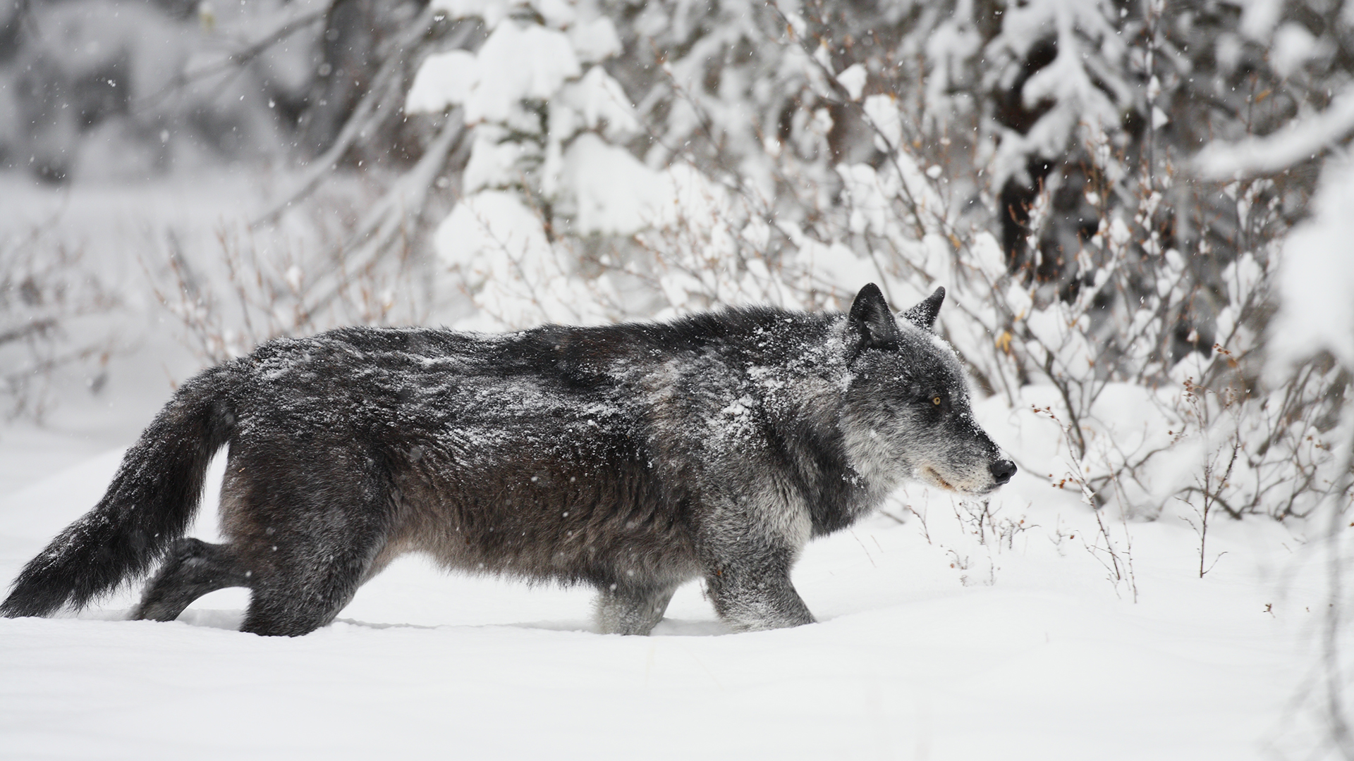 18-facts-about-timber-wolf