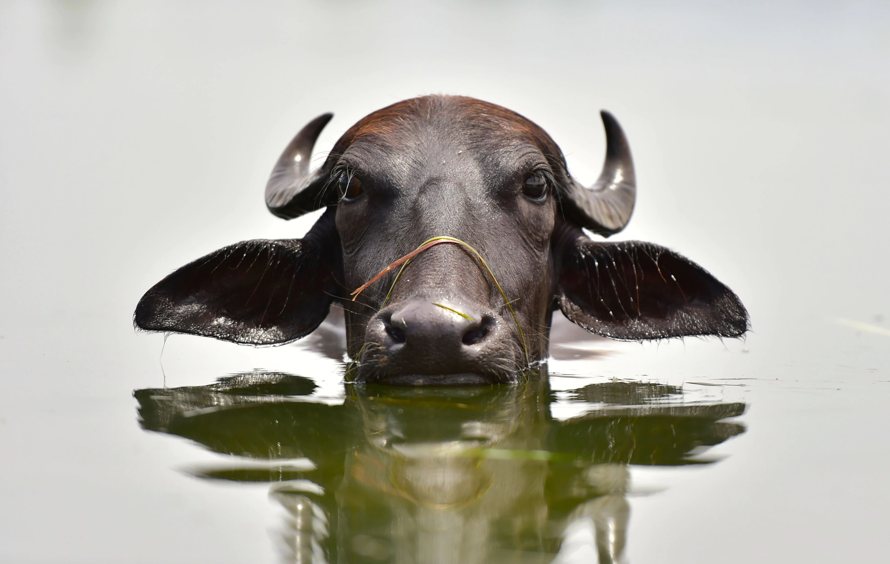 18-facts-about-water-buffalo