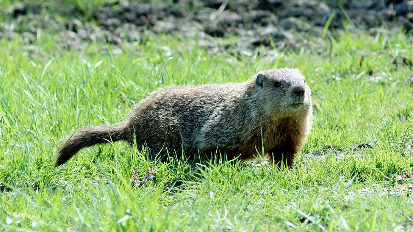 18-facts-about-woodchuck