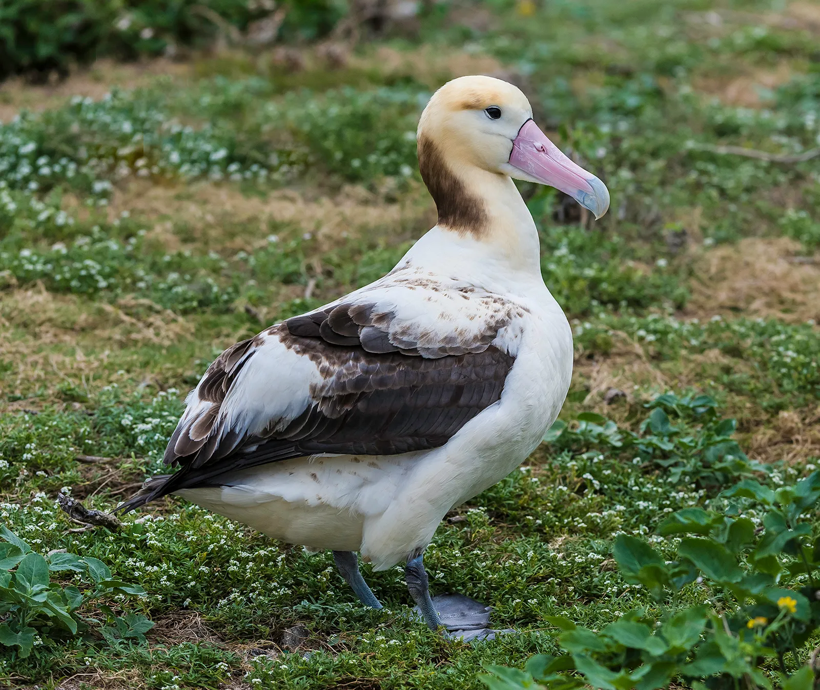 19-facts-about-albatross