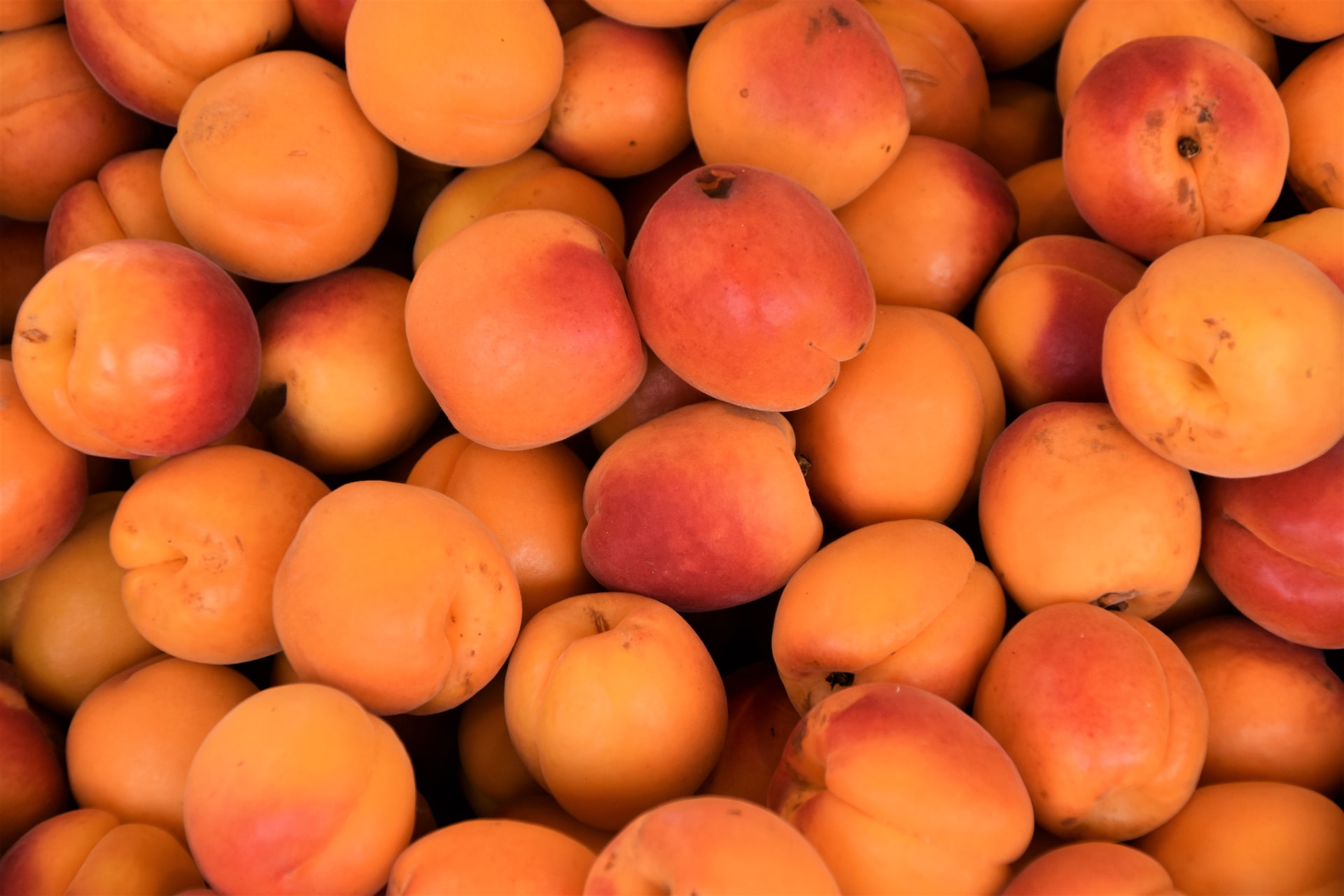 19-facts-about-apricots