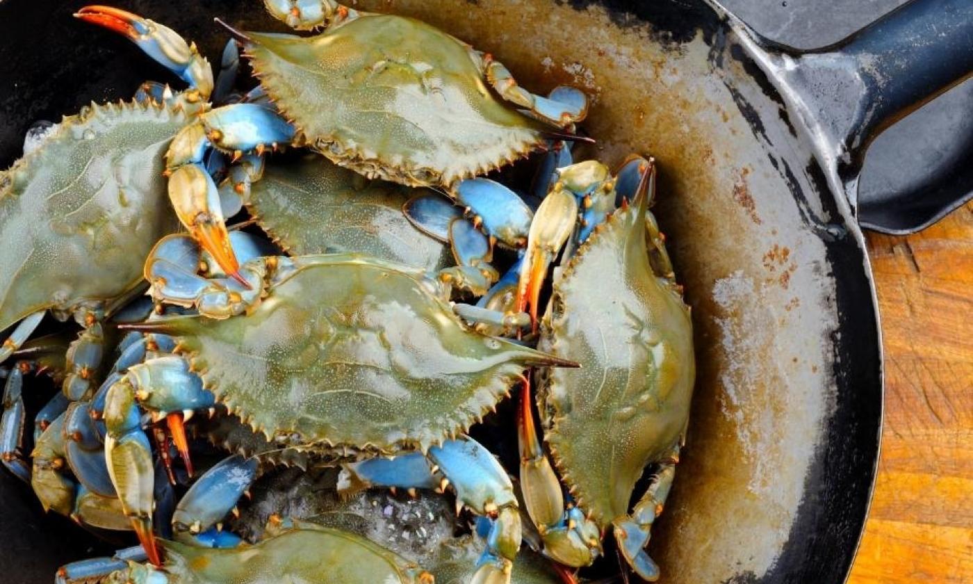 19 Facts About Blue Crab 