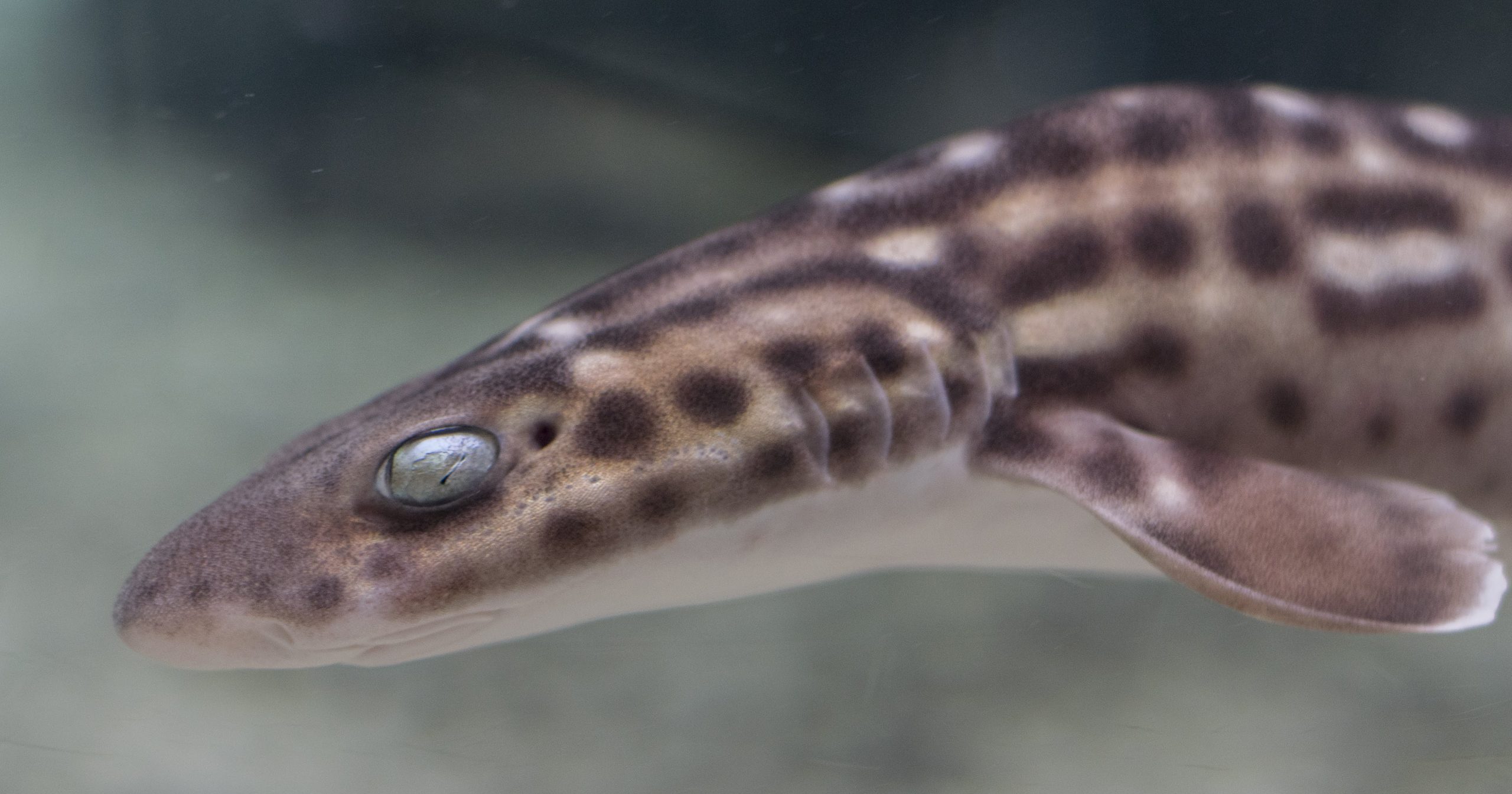 19-facts-about-catsharks