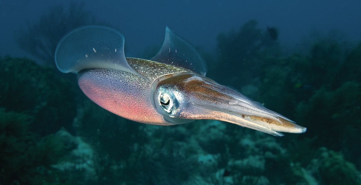 19-facts-about-cephalopods