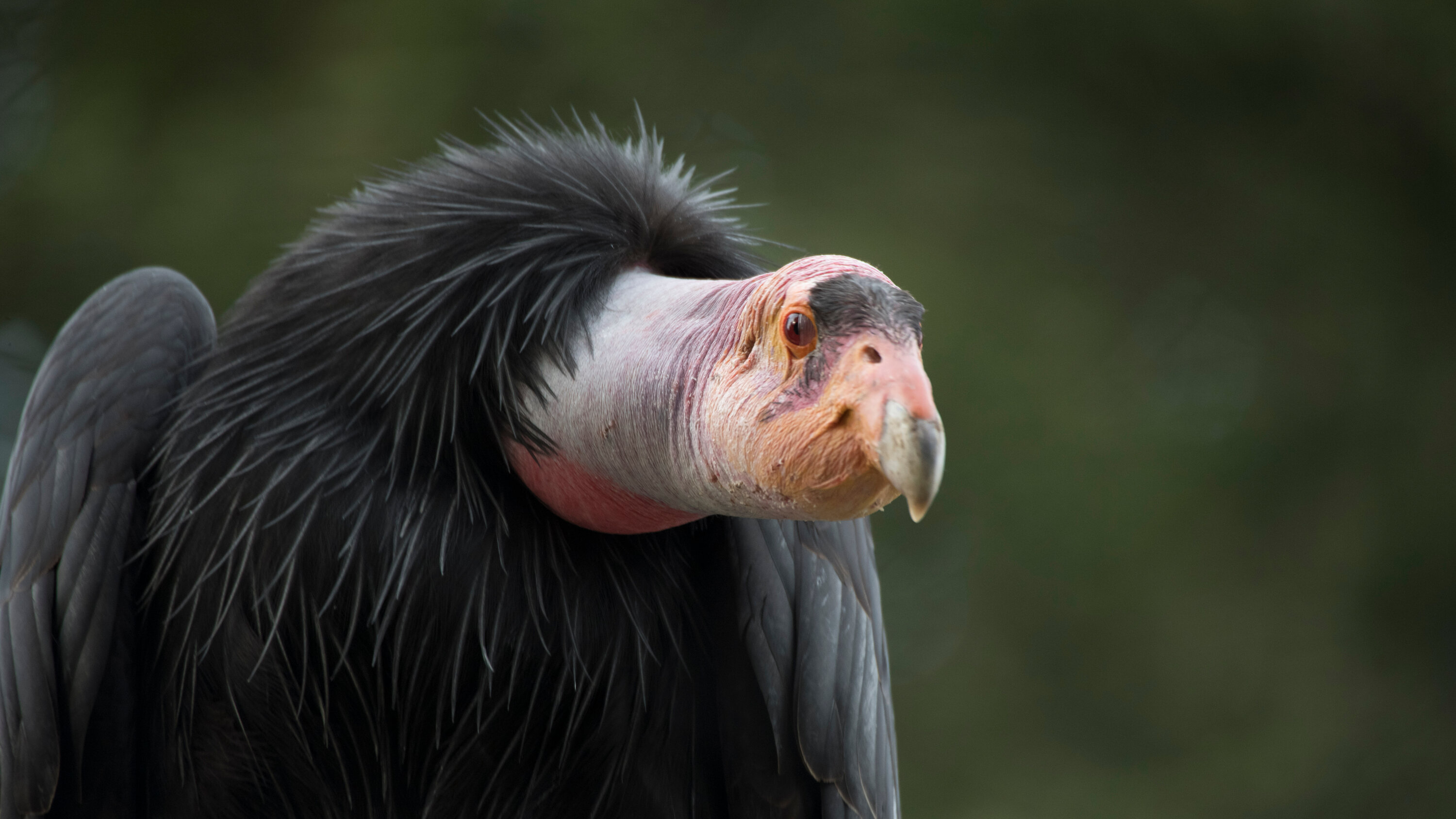 19-facts-about-condor