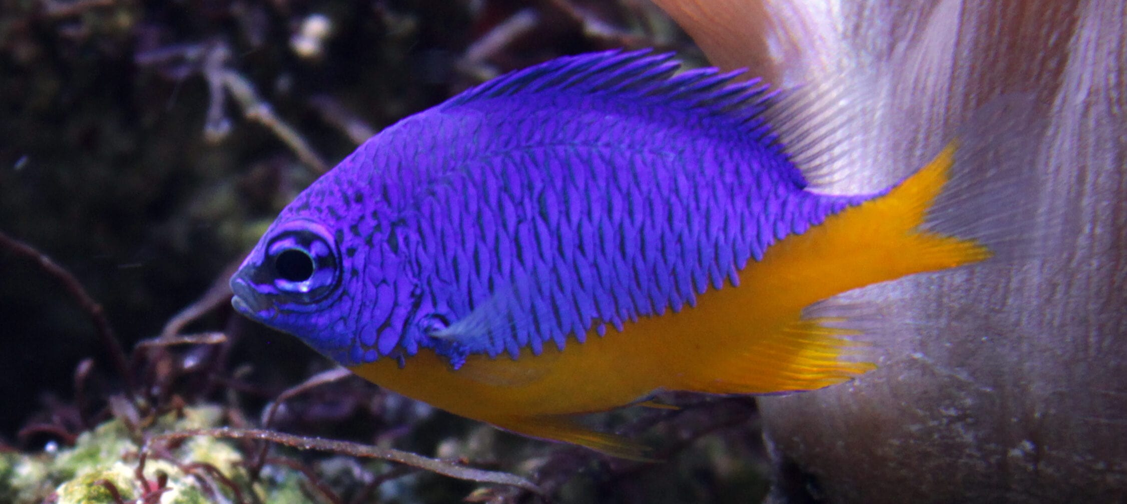 19-facts-about-damselfish