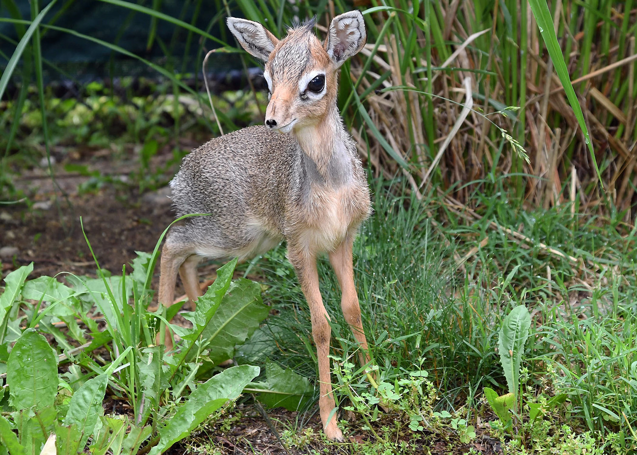 19-facts-about-dik-dik