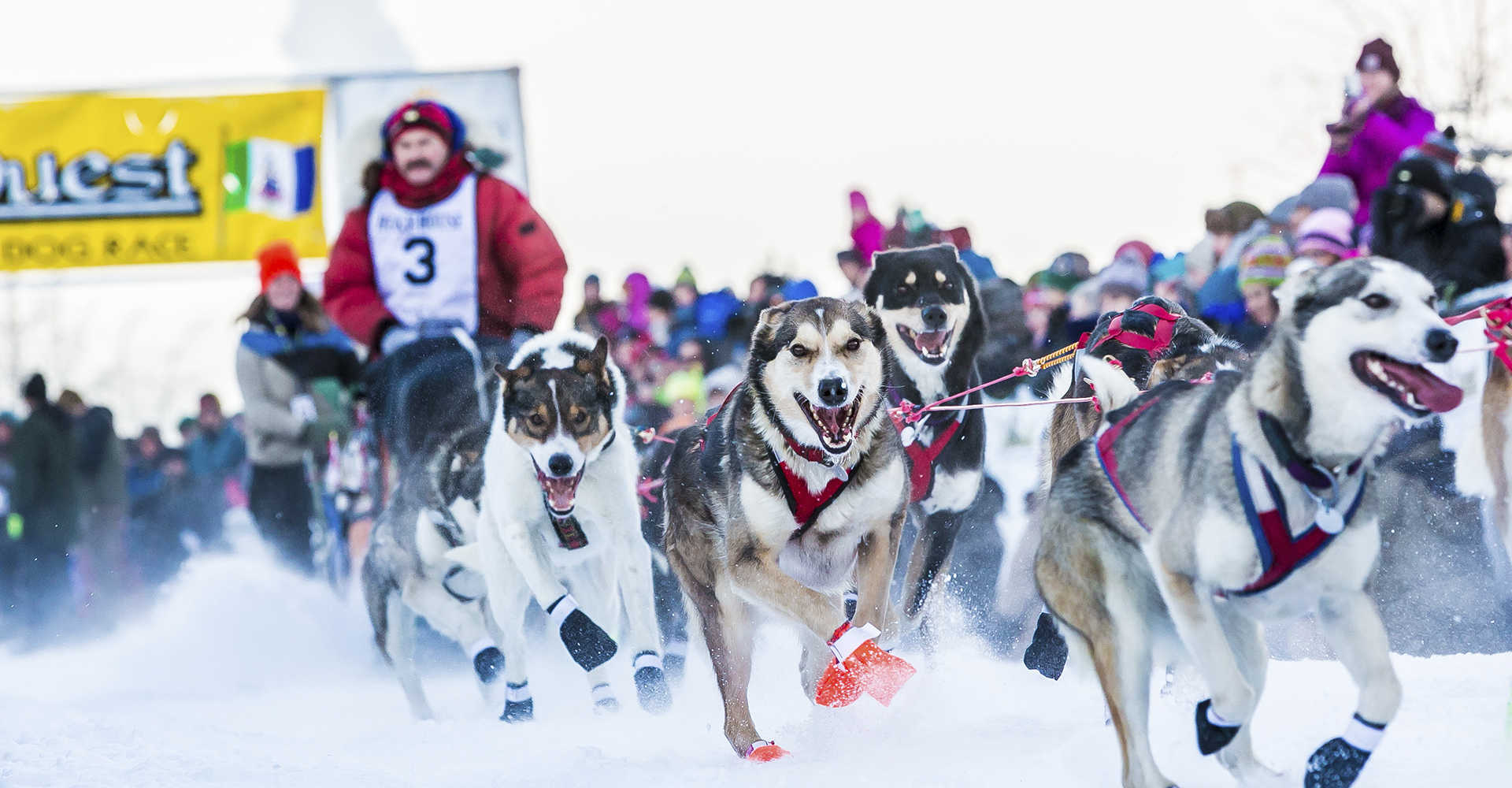 19-facts-about-dog-sledding