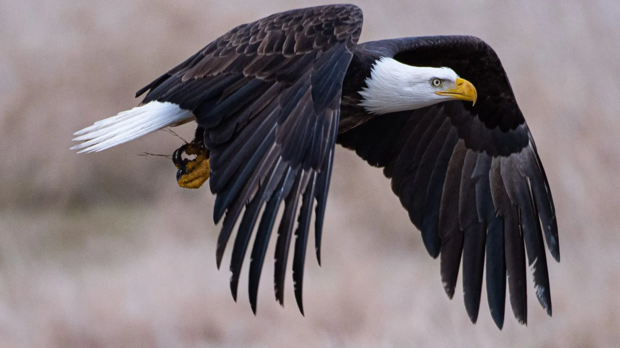 19 Facts About Eagles 