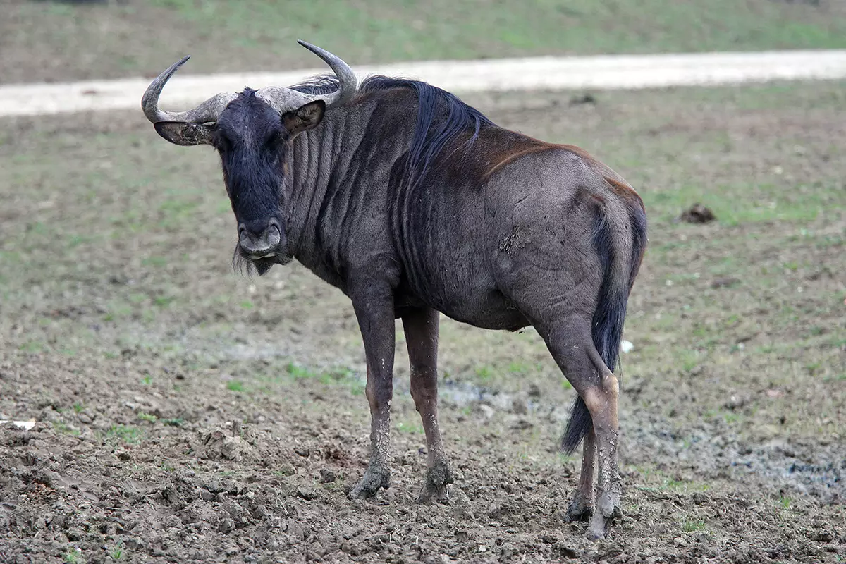 19-facts-about-gnu