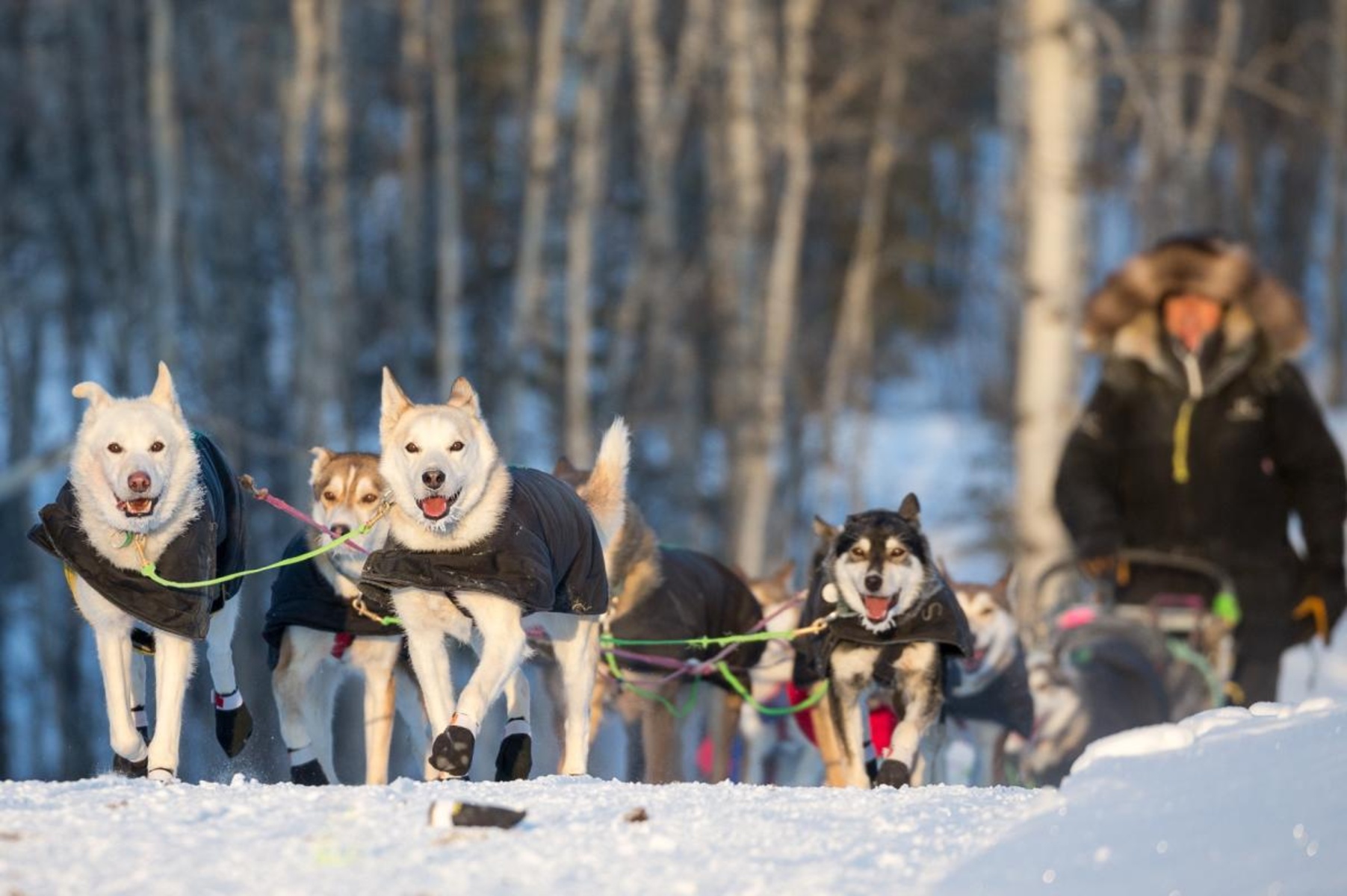 19-facts-about-international-dog-sled-race