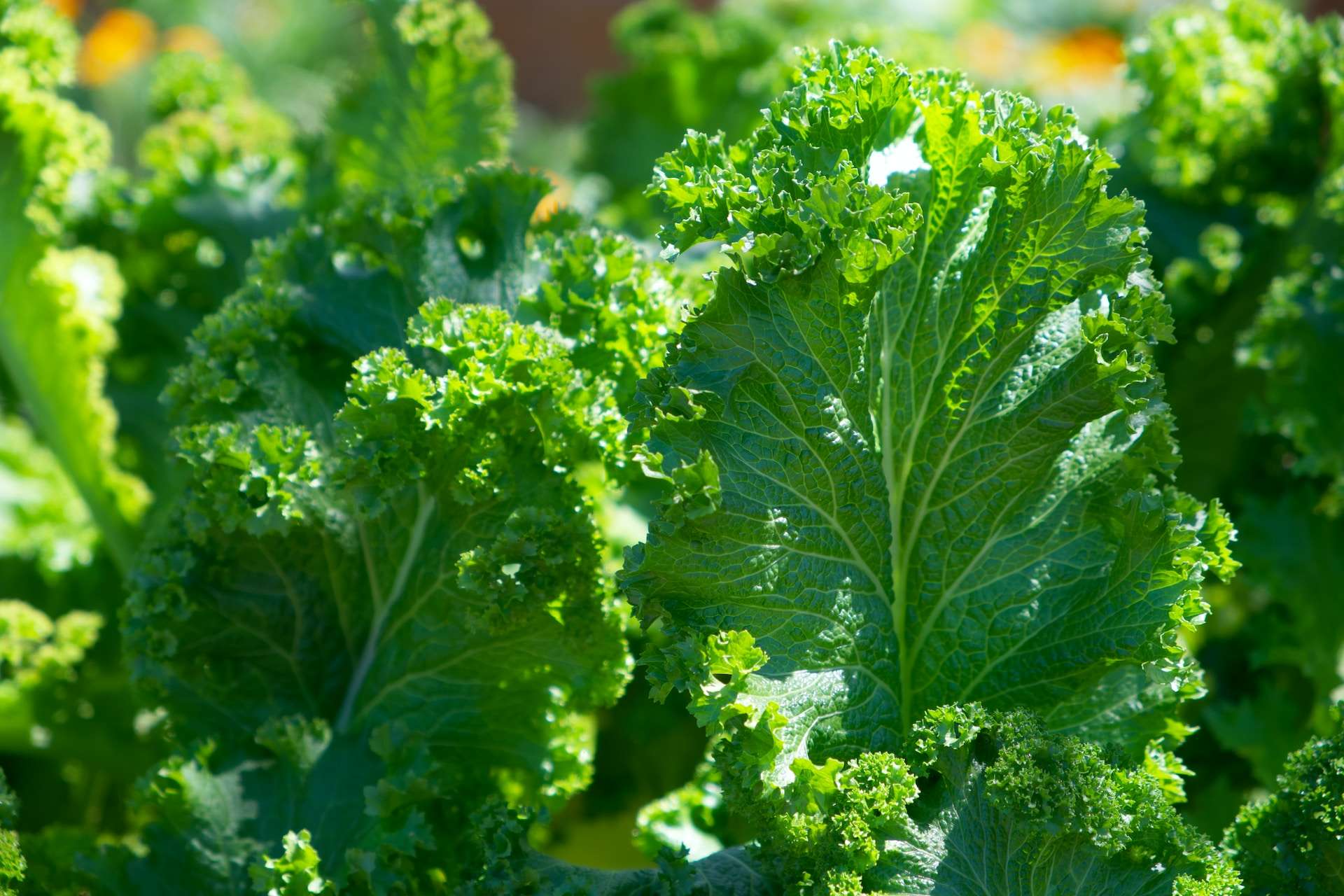 19-facts-about-kale