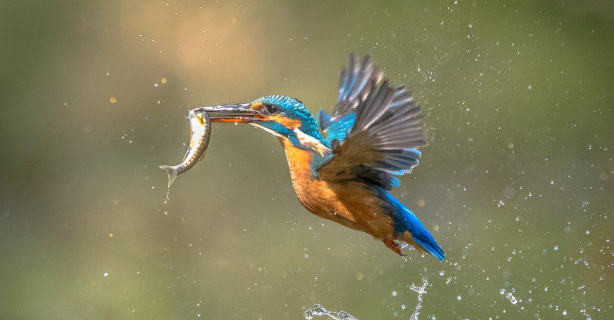 19-facts-about-kingfisher