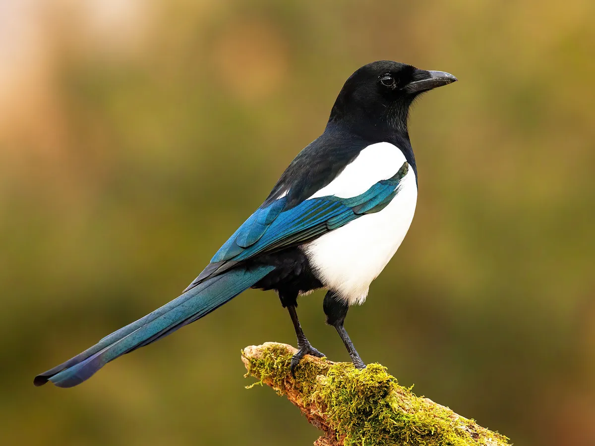 19-facts-about-magpie