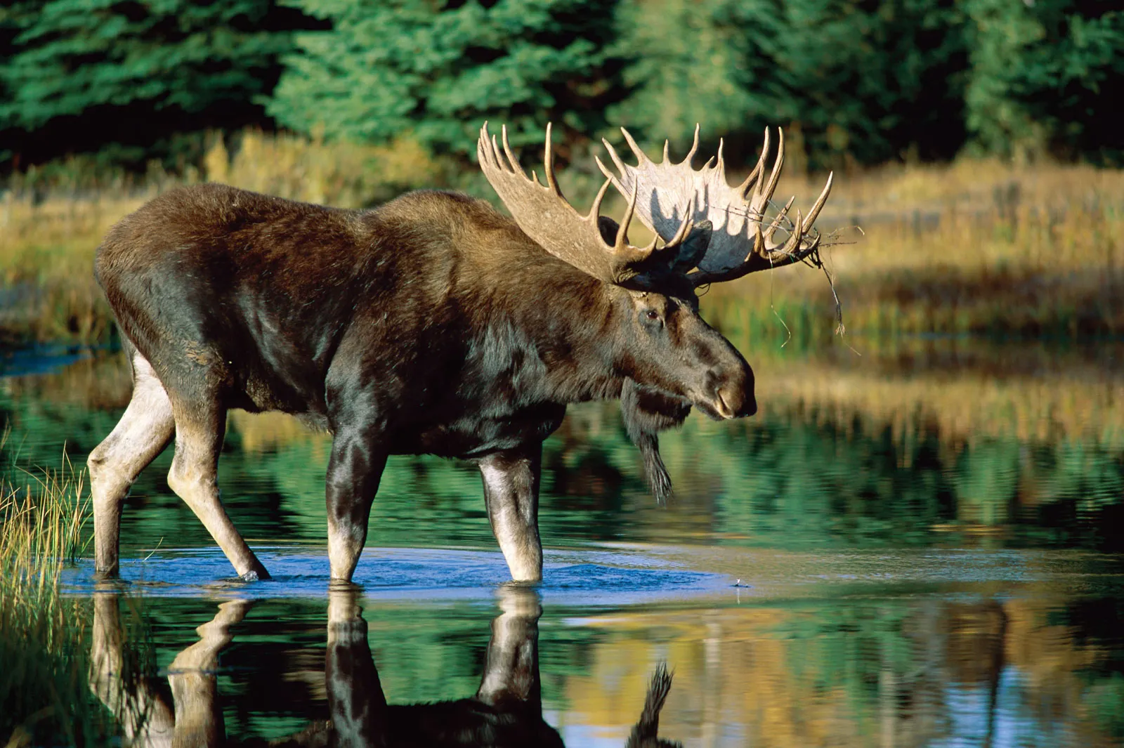 19-facts-about-moose