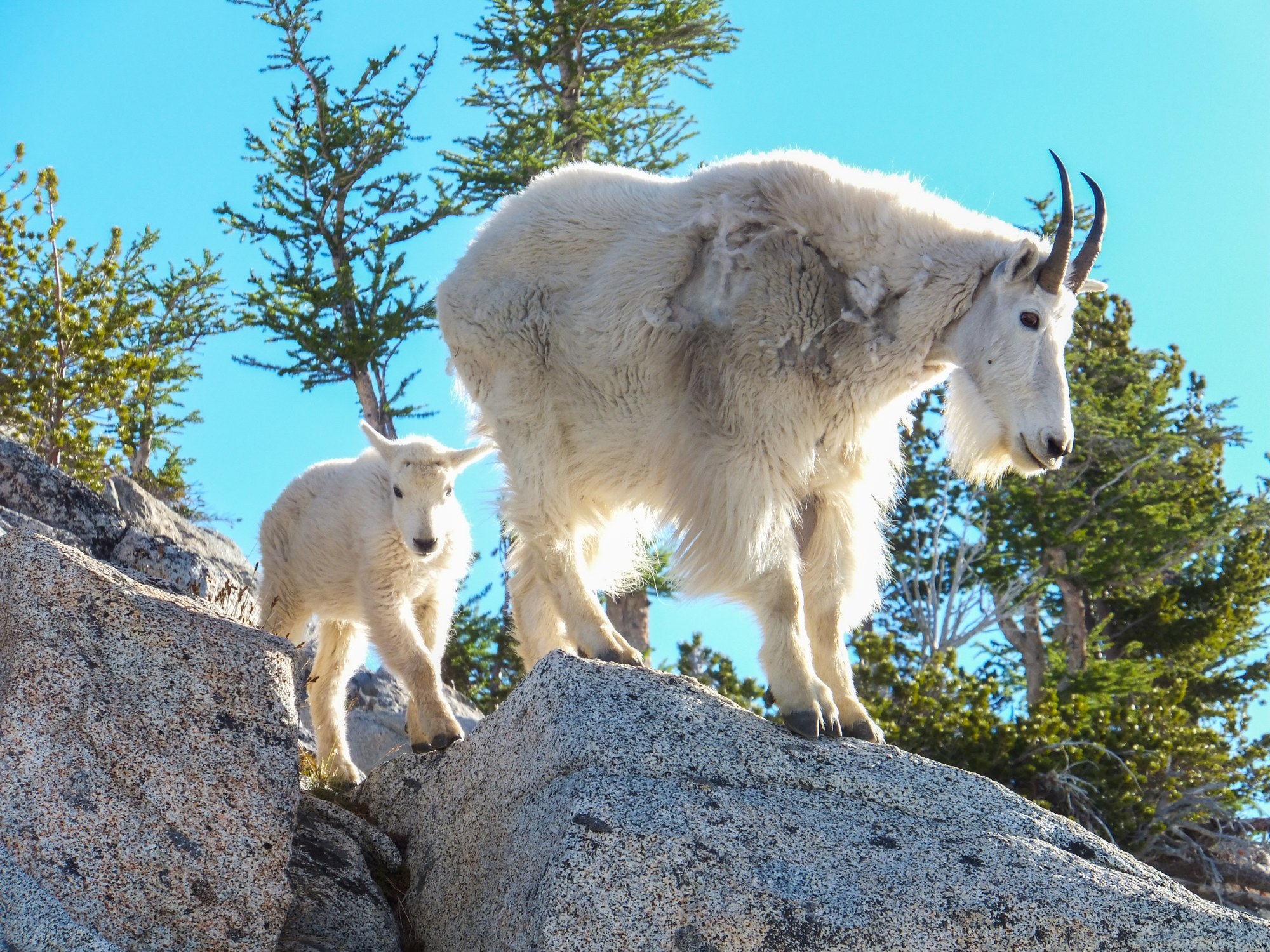 19 Facts About Mountain Goat Facts