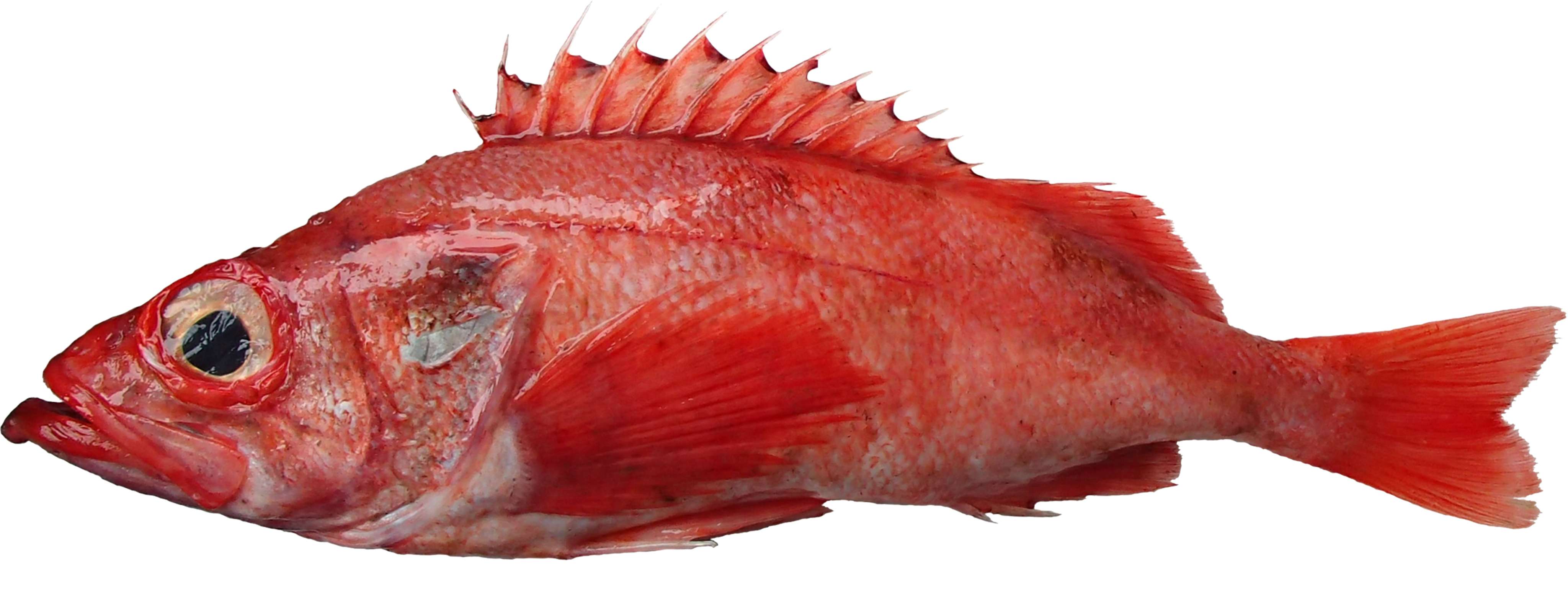 19-facts-about-ocean-perch