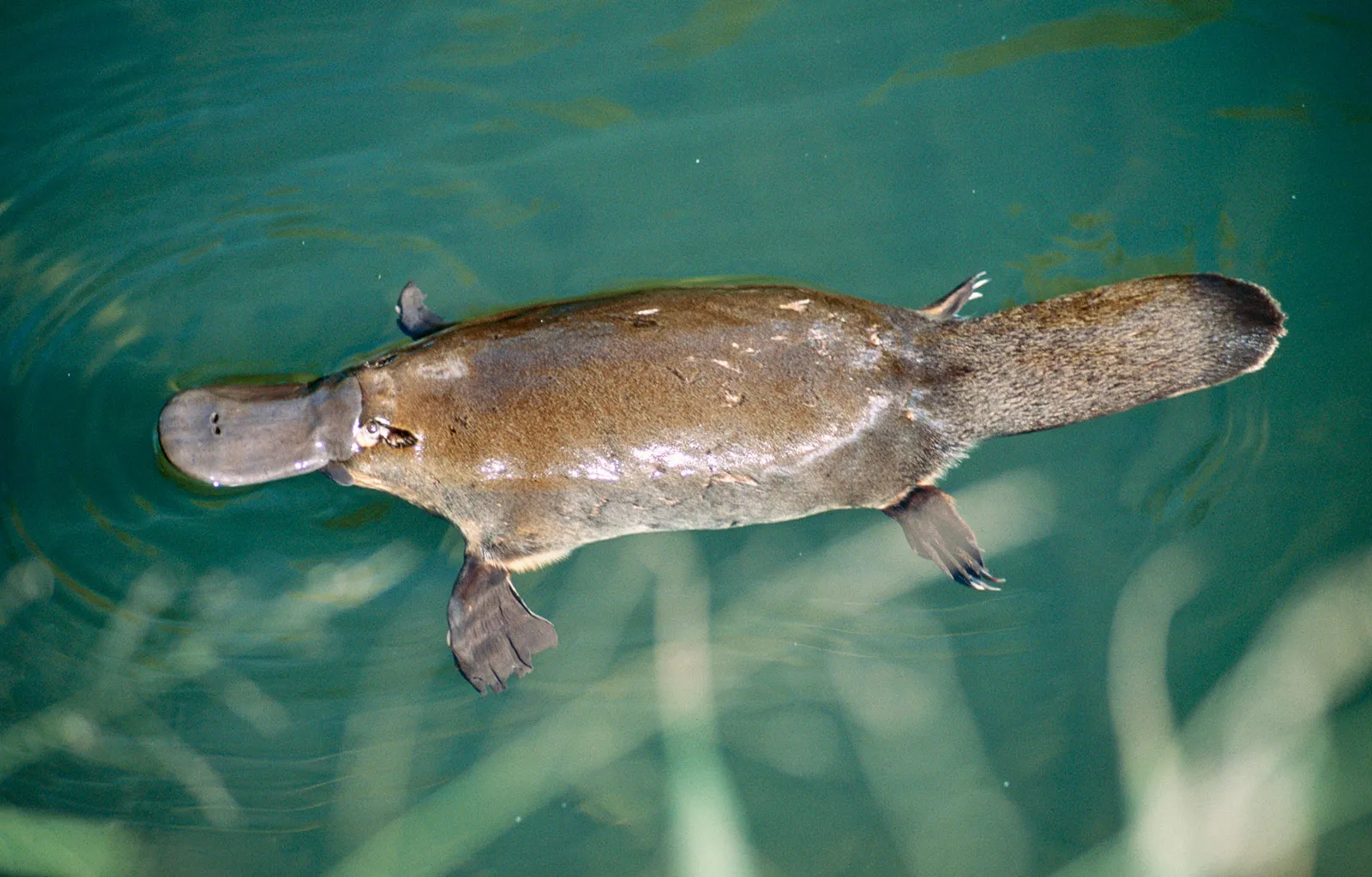 19-facts-about-platypus
